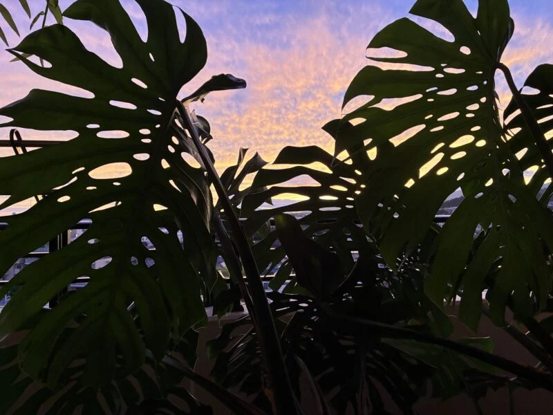 モンステラ デリシオーサ 夕焼け