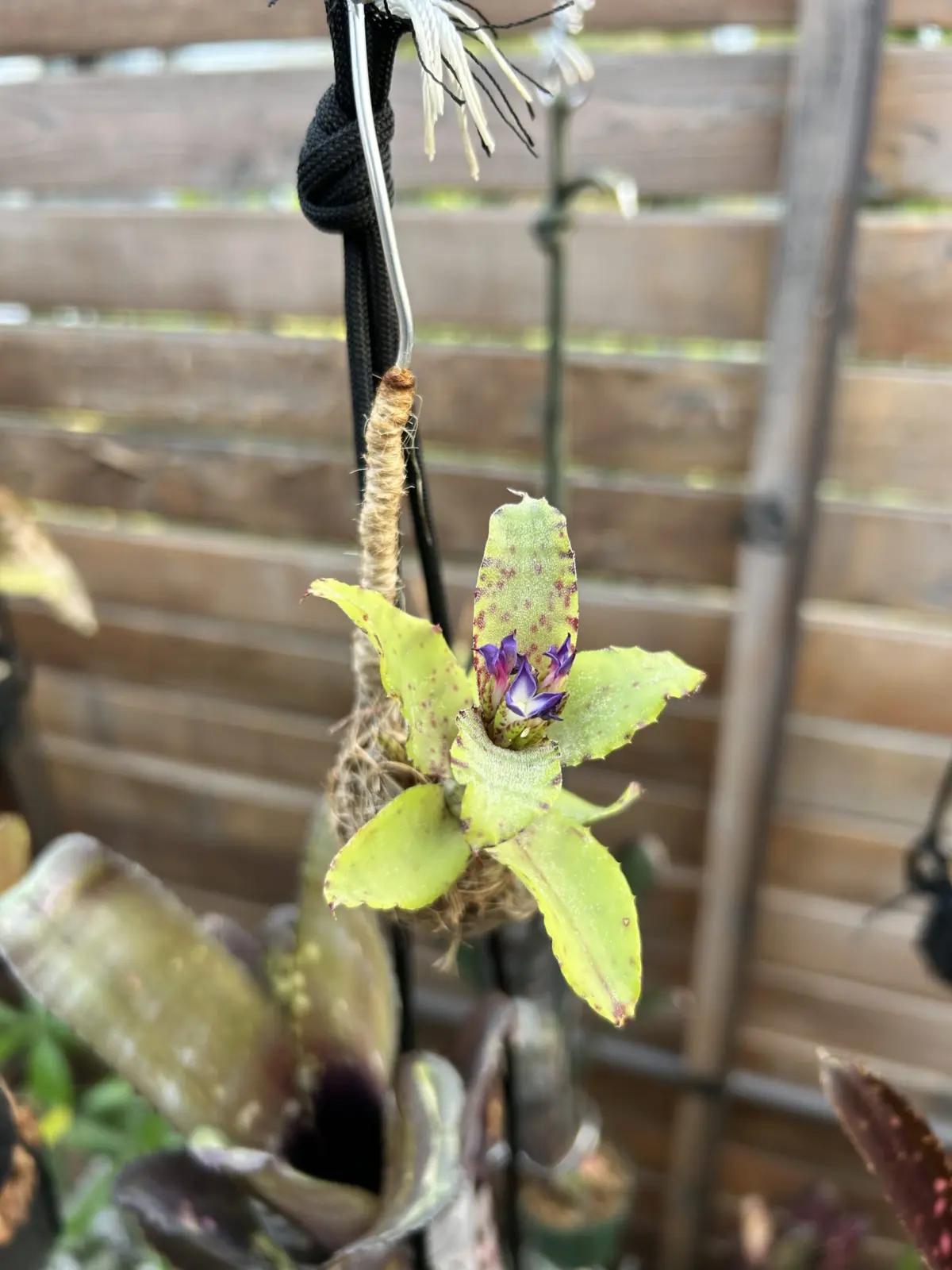 ネオレゲリア　スモールフライ　開花