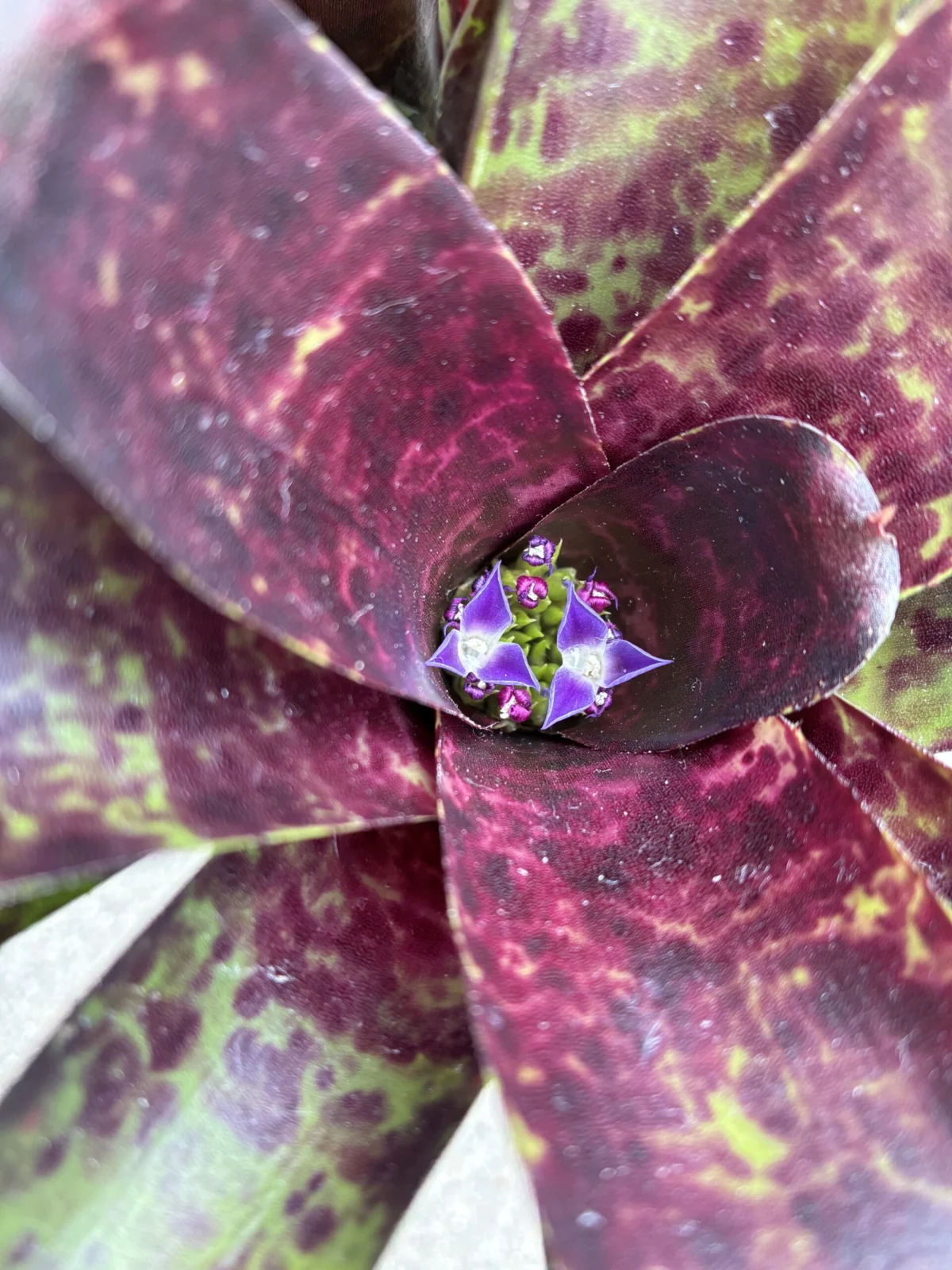 ネオレゲリア　ジャバプラム　花
