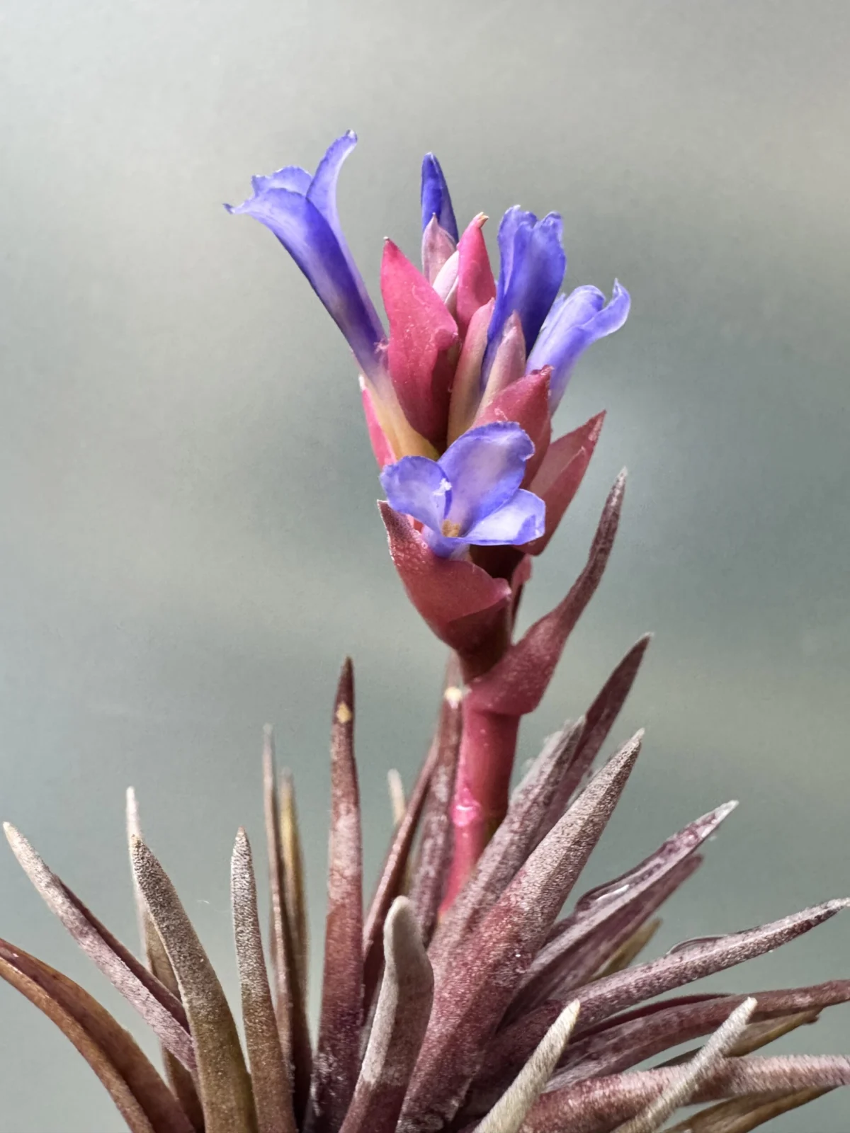 ティランジア　ネグレクタ　ルブラ　開花