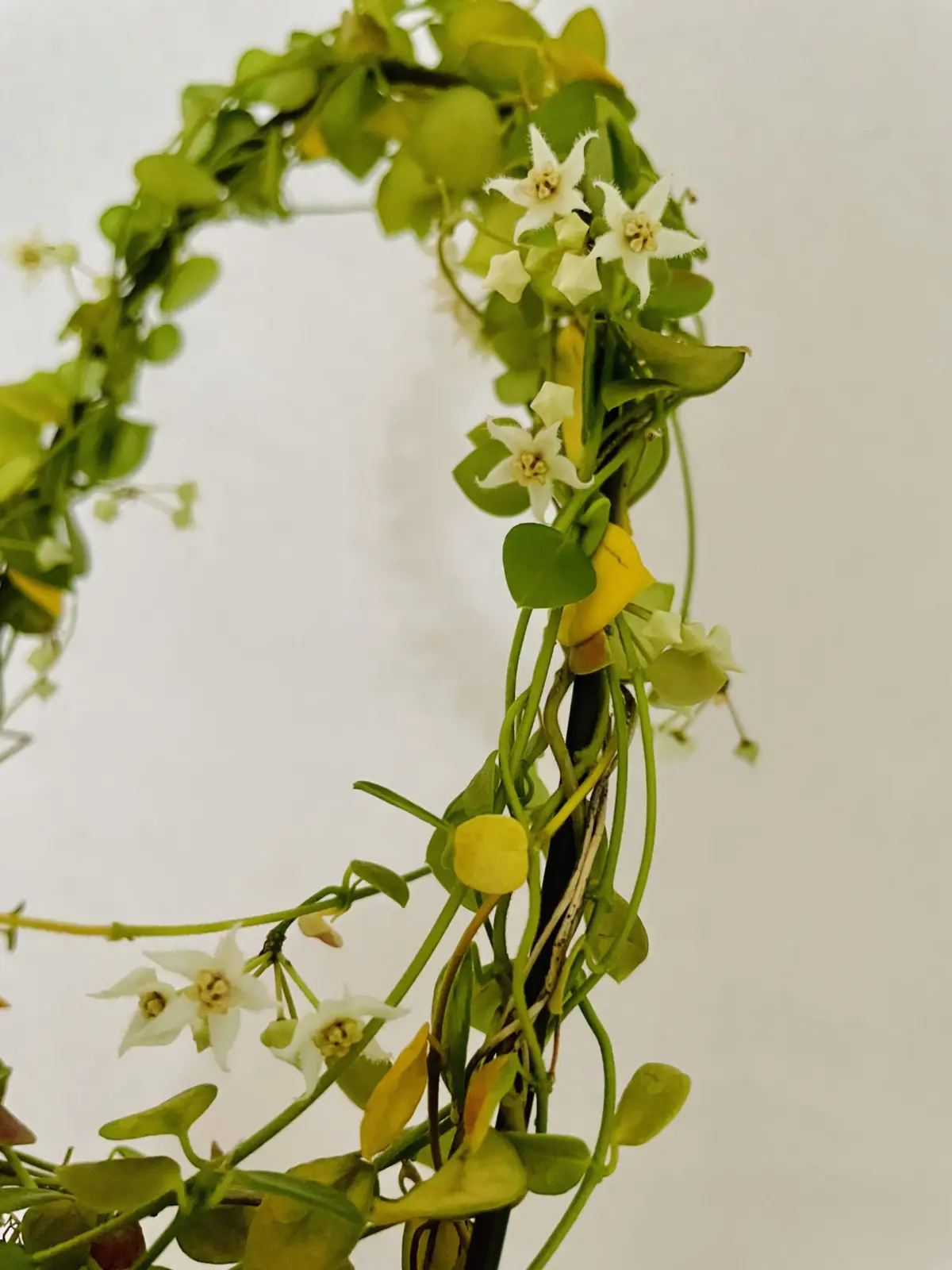 ホヤ　SP ティミカ