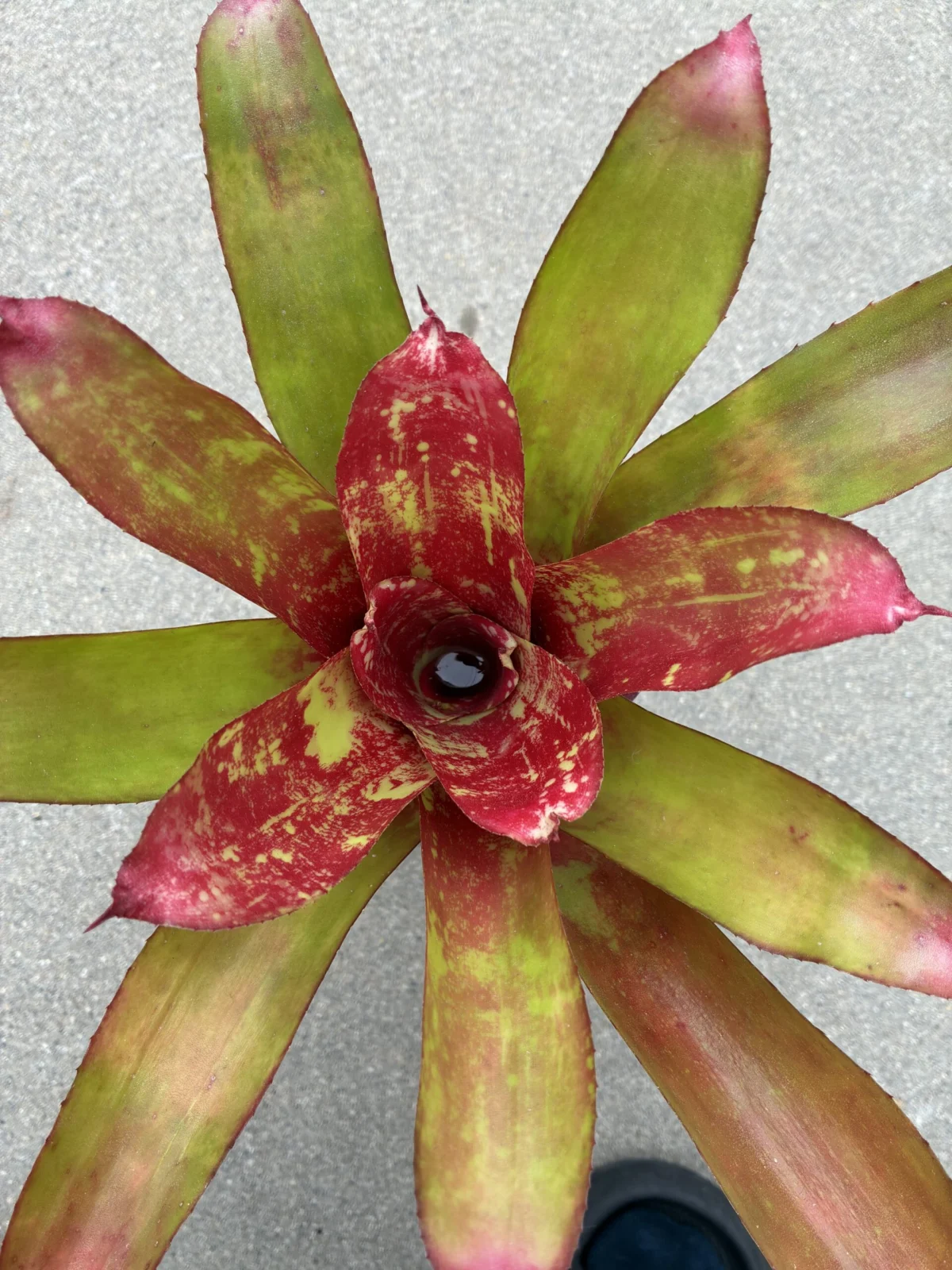 ネオメア　レゲエサンスプラッシュ