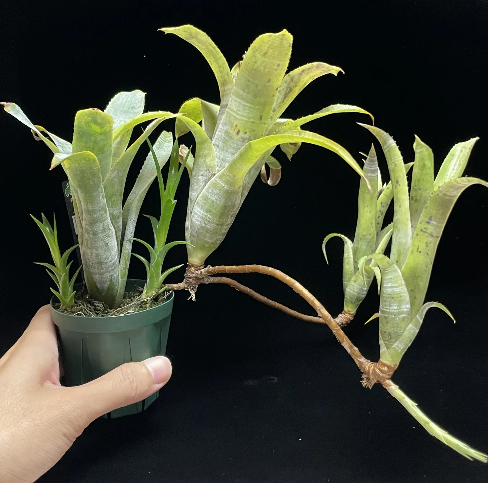 ネオレゲリア　パウシフローラ　白いやつ