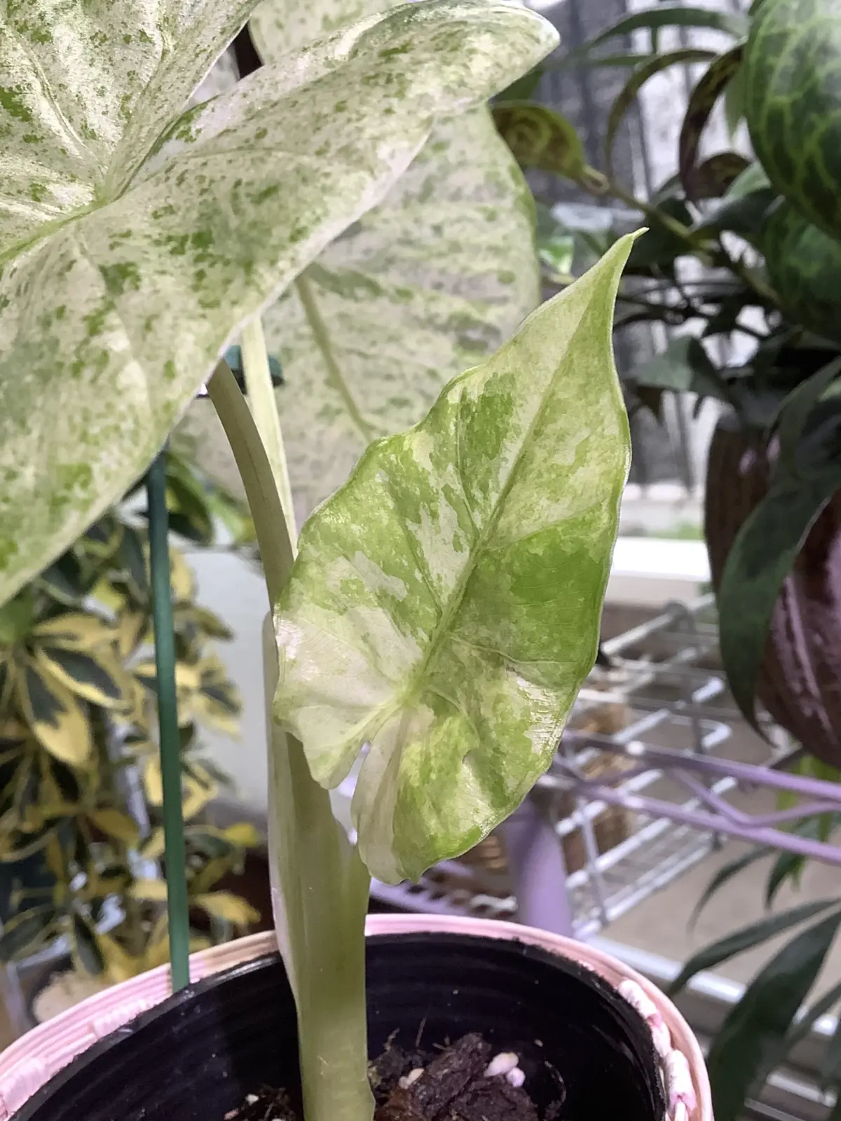 アロカシア　オドラ　バリエガータ　バティック　散り斑クワズイモ