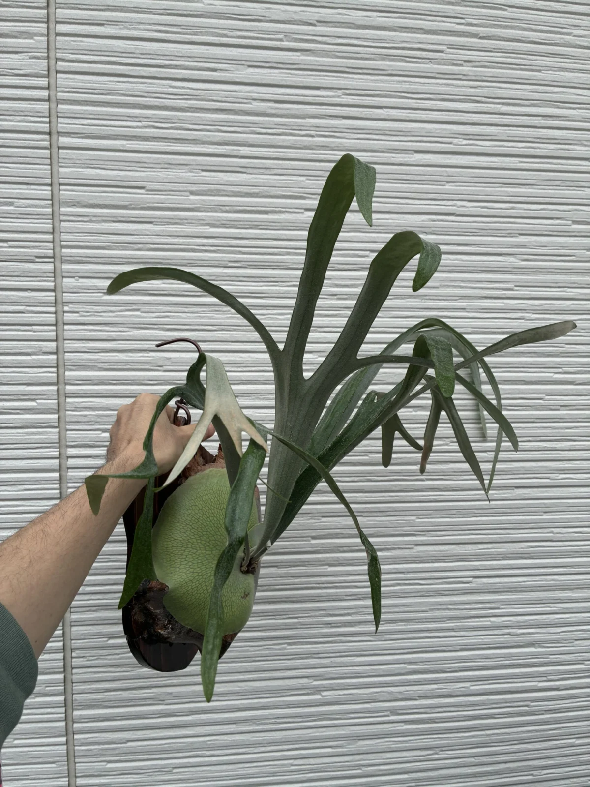 ビカクシダ　MW9