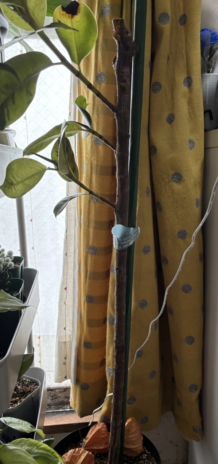 フィカス　ジン