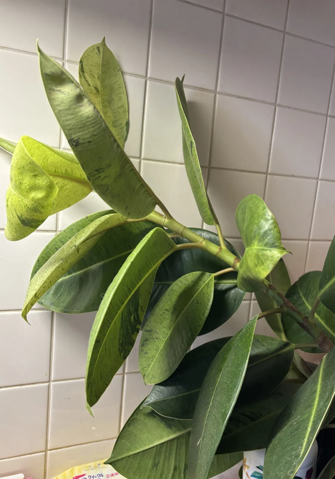 フィカス　ジン