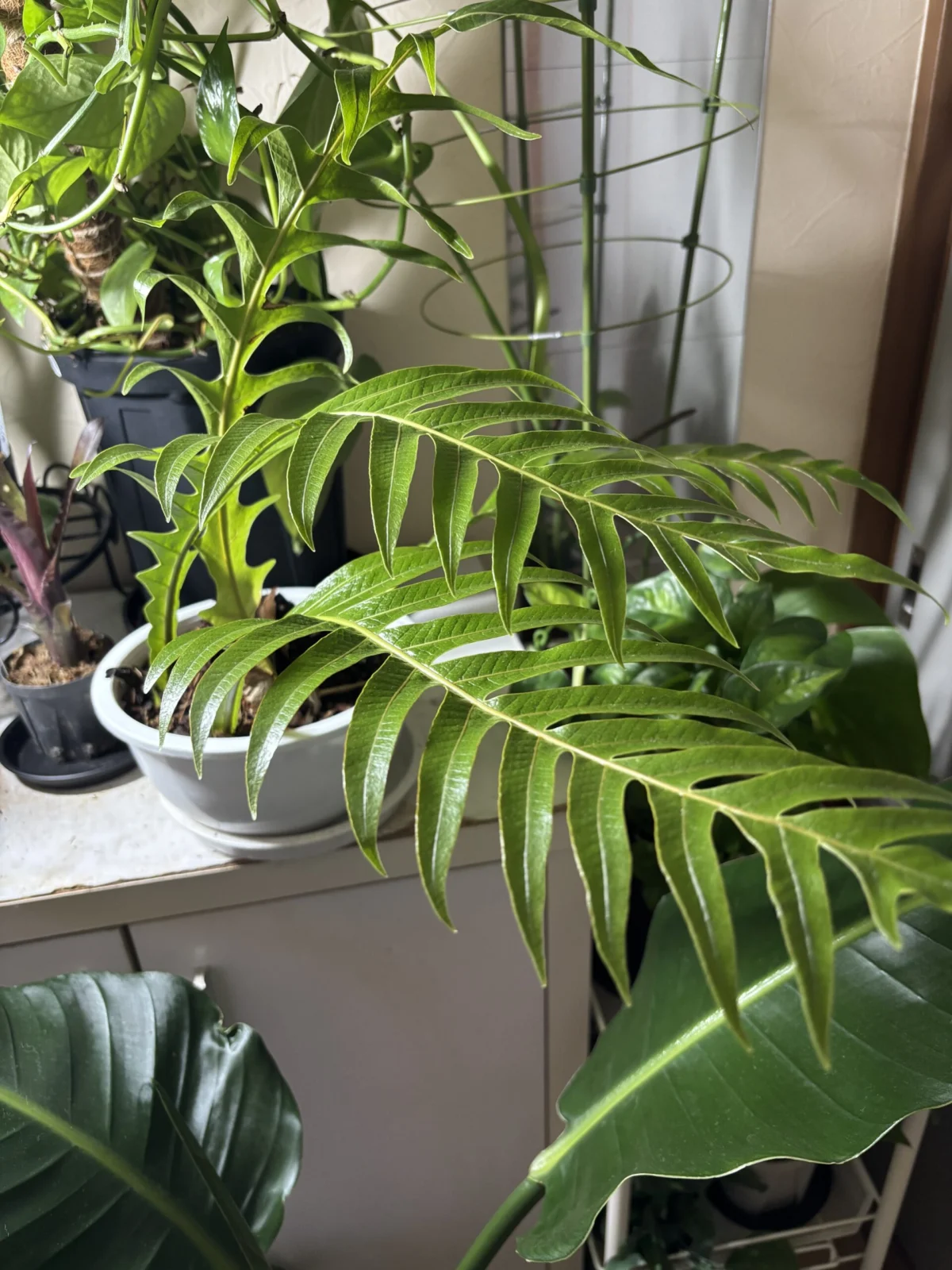 ドリナリア　コロナンス