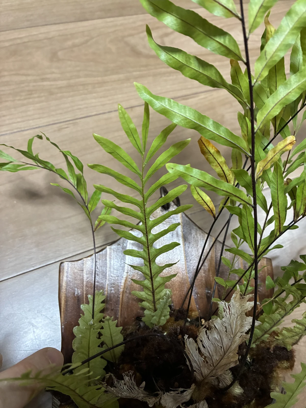 ドリナリア リギデュラ 変化葉?