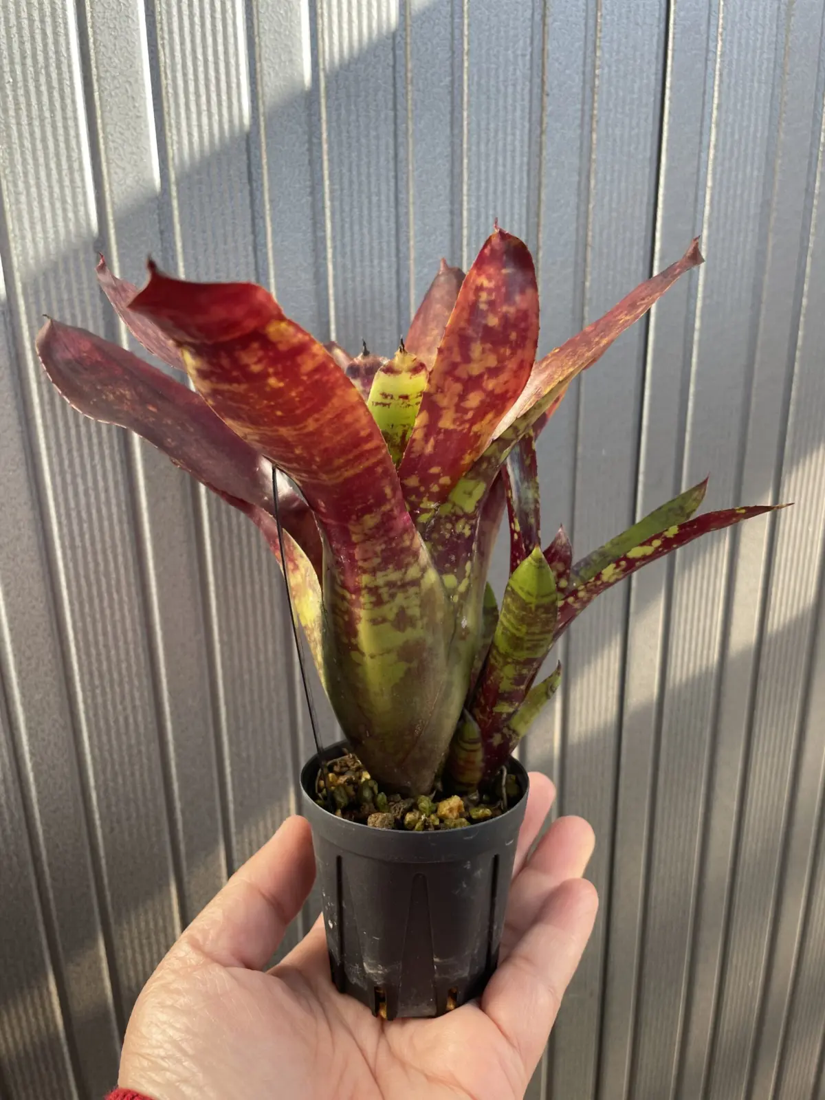 ネオレゲリア　ワンスアラウンド