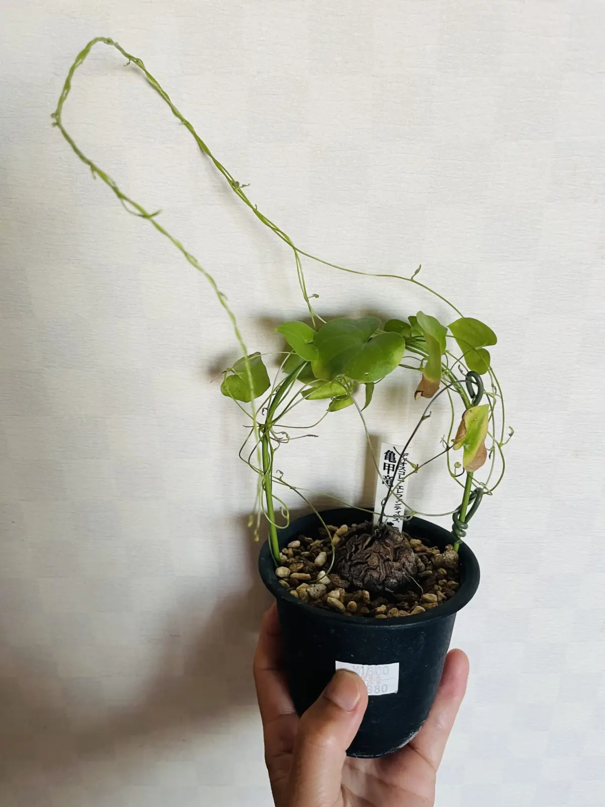 亀甲竜　徒長　葉の黄変