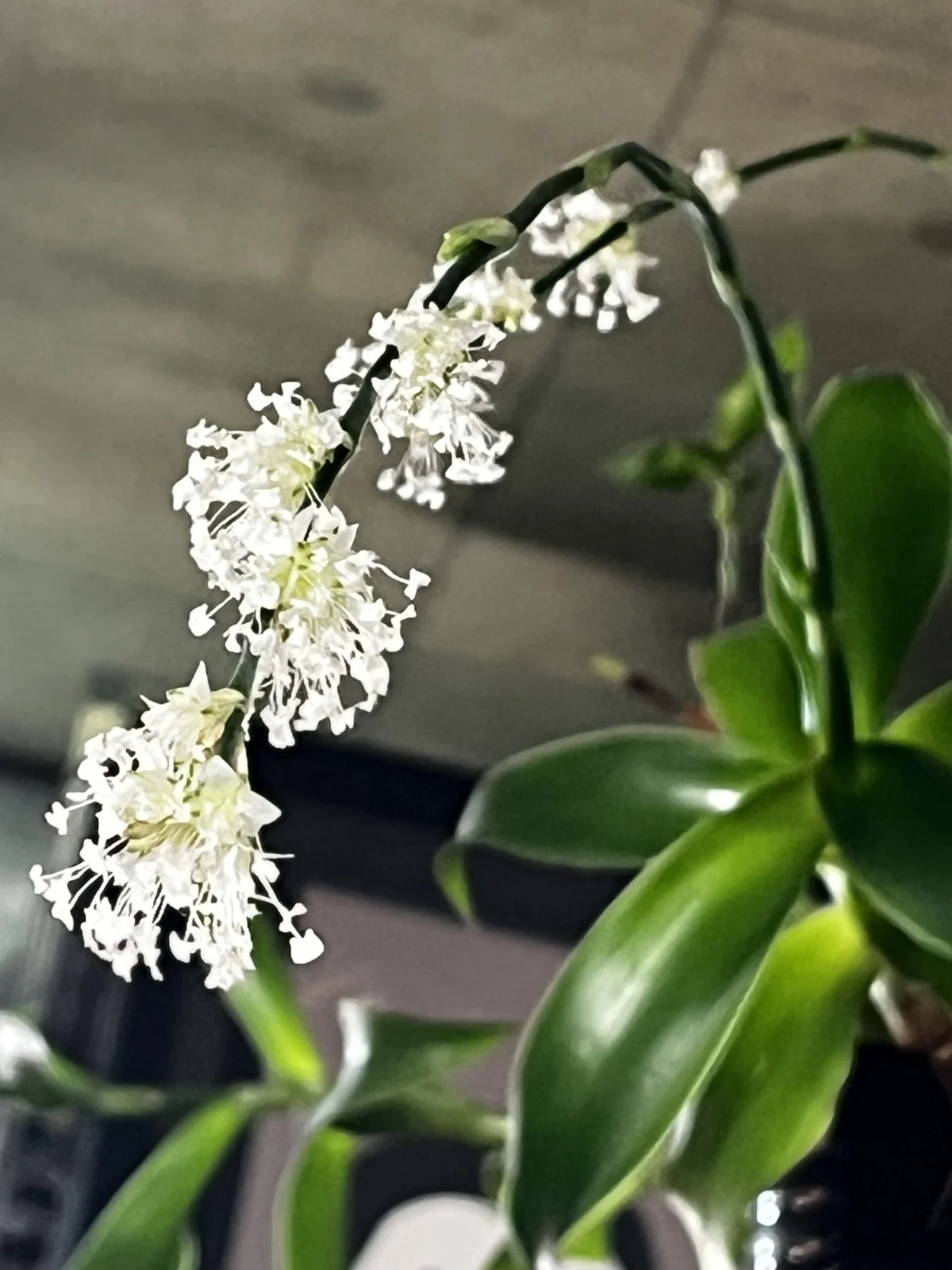 カリシア　フレグランス　花