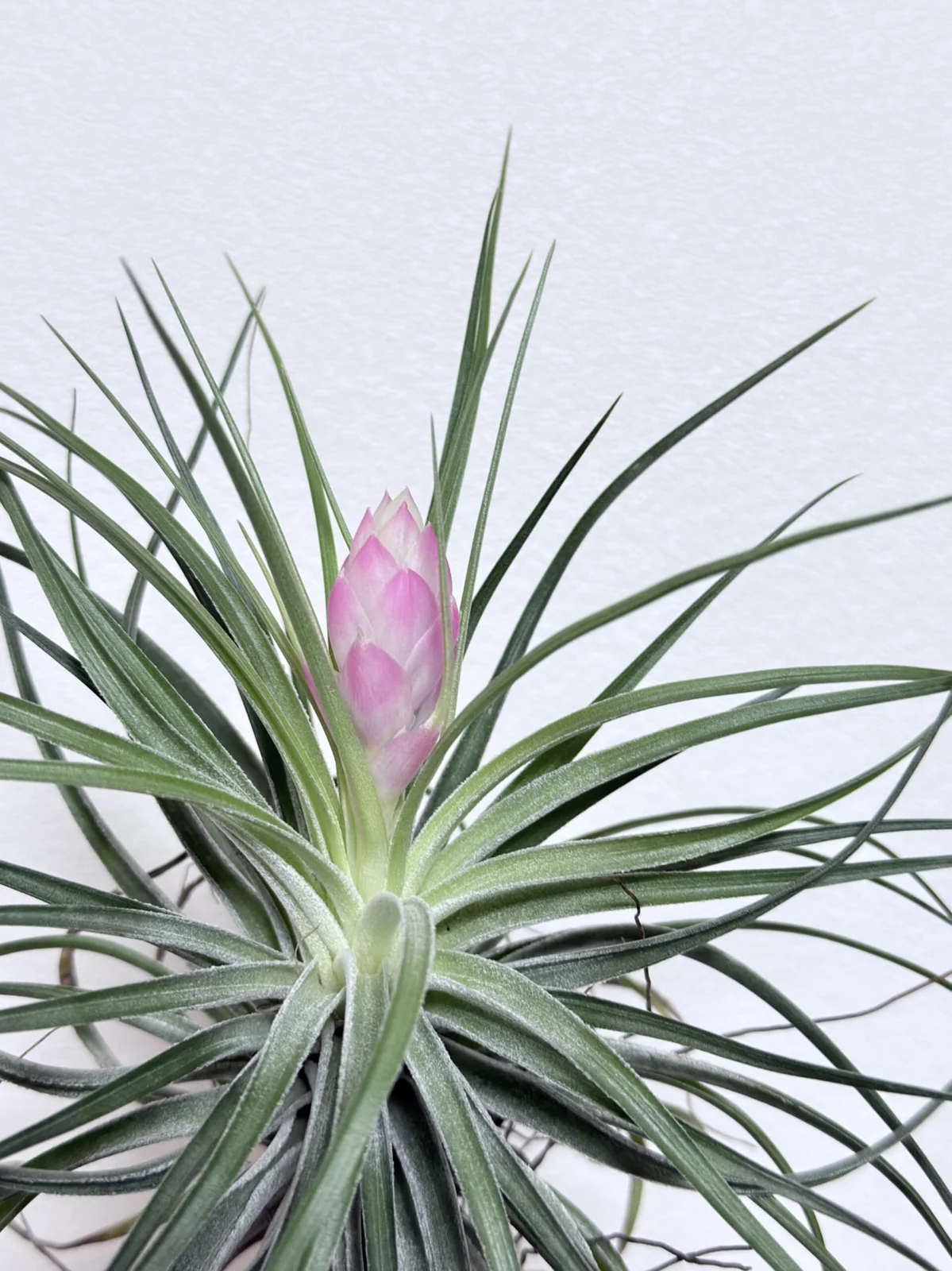 ティランジア　ストリクタ