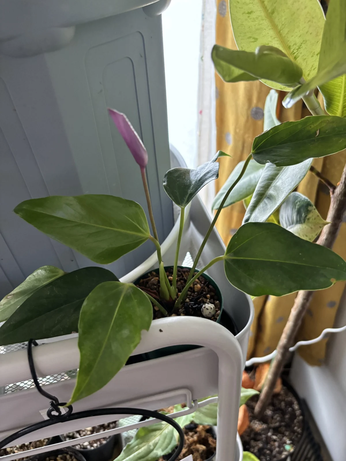 アンスリウム　ジゾー