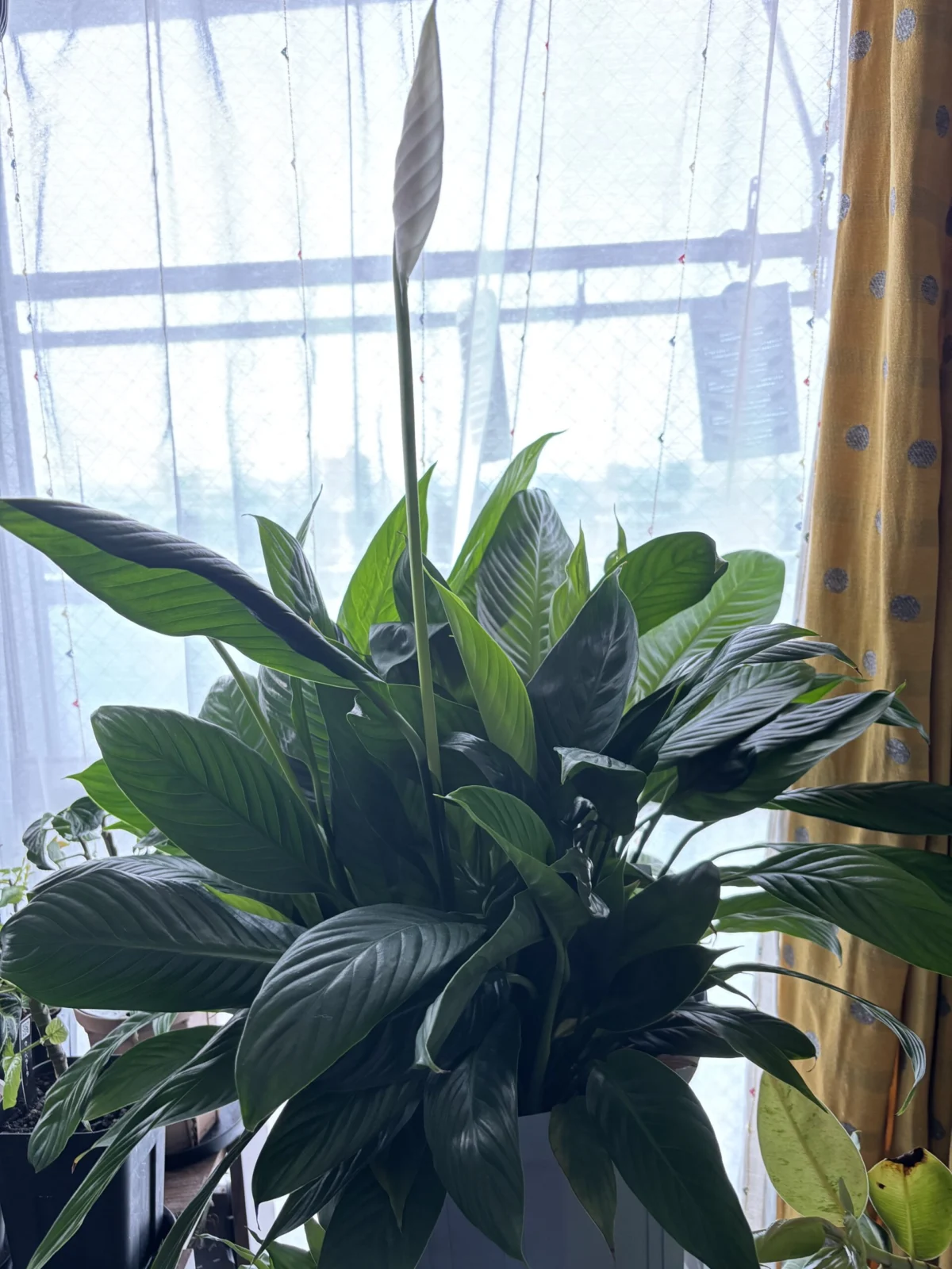 スパティフィラム