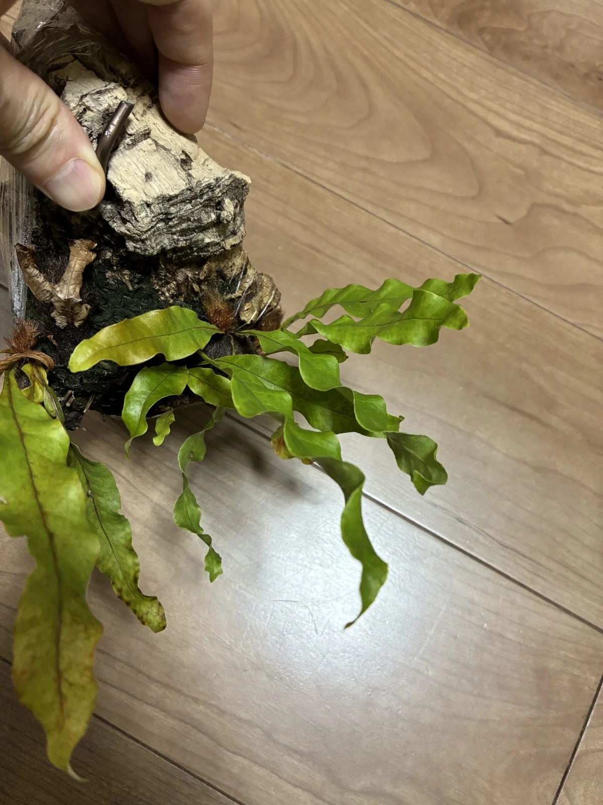 ドリナリア sp. 株分