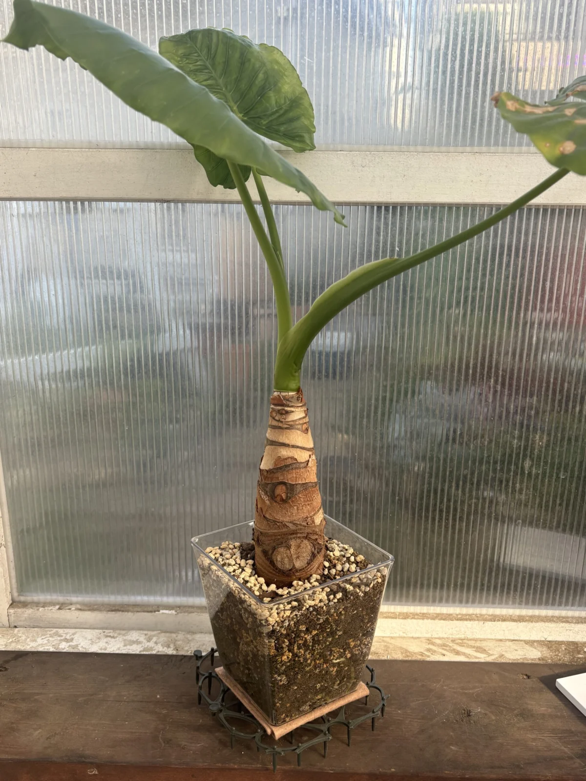 クワズイモ