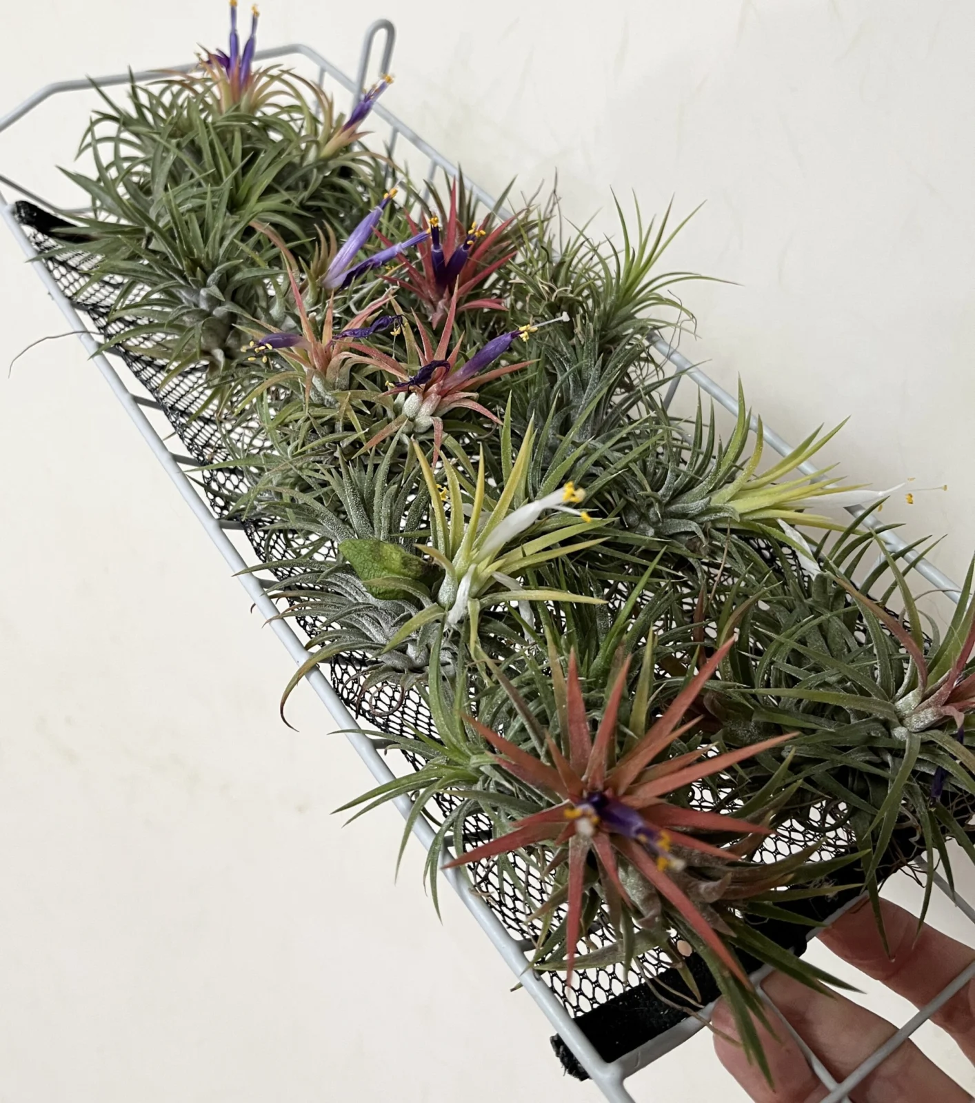 ティランジア イオナンタ