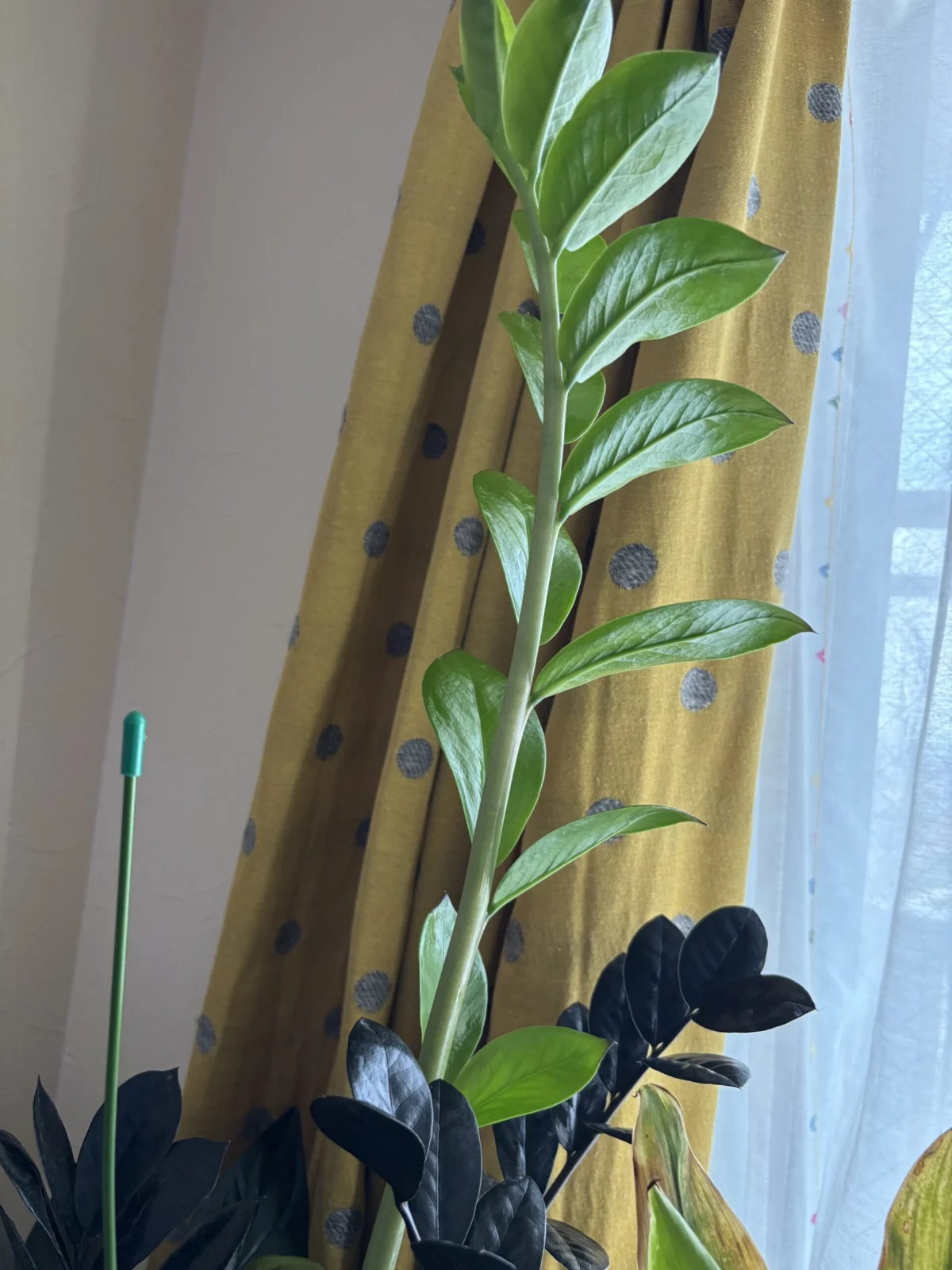 ザミオクルカス　レイブン