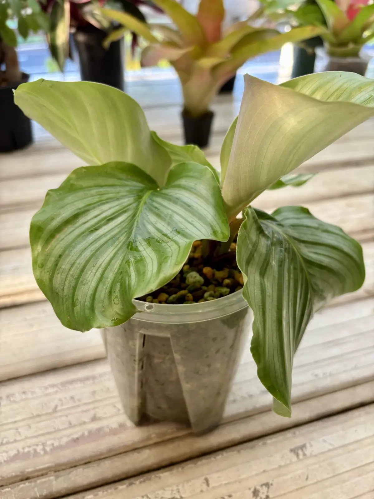 カラテア/オルビフォリア