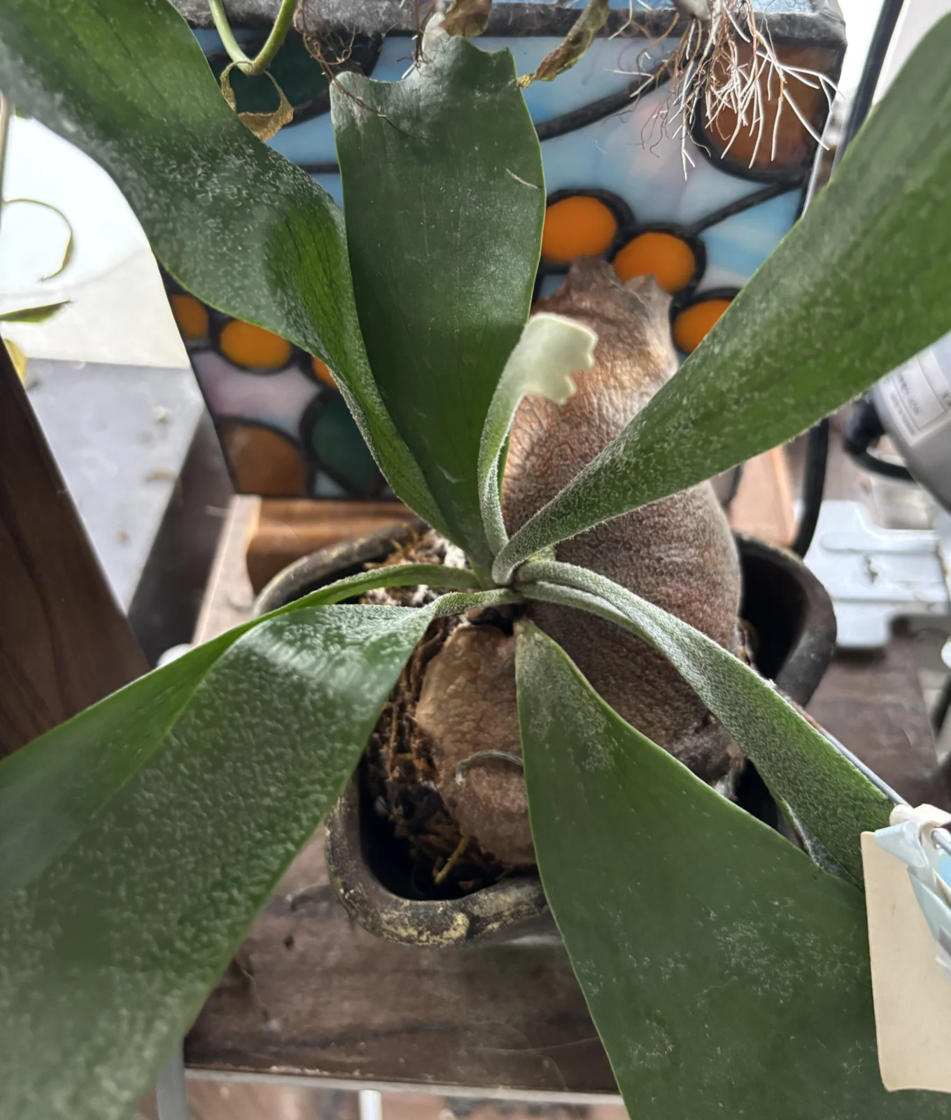 ビカクシダ　ネザーランド