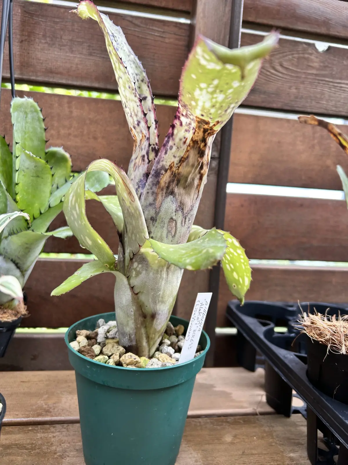 ビルベルギア　アラカイ