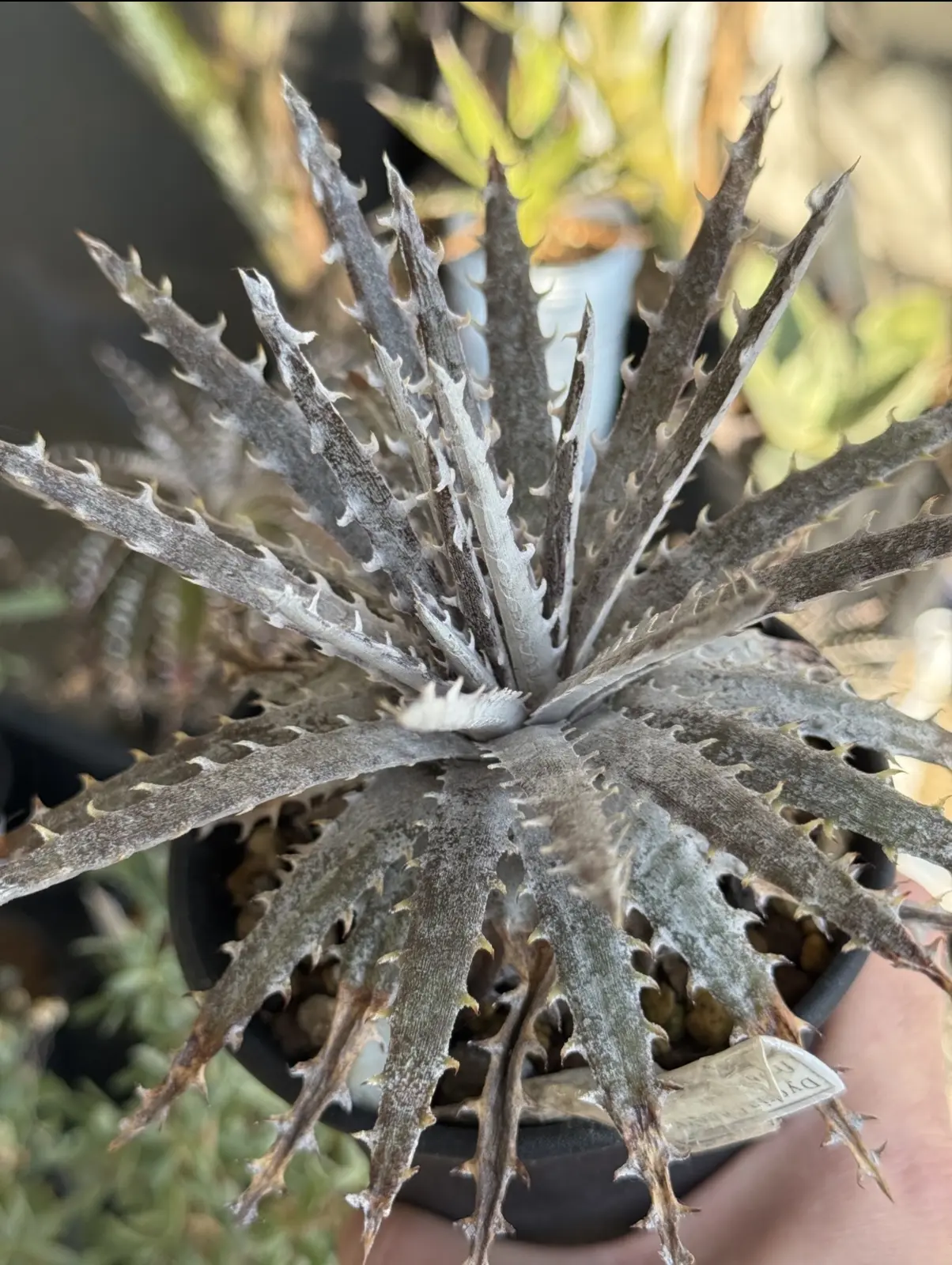 ディッキア ハイブリッド