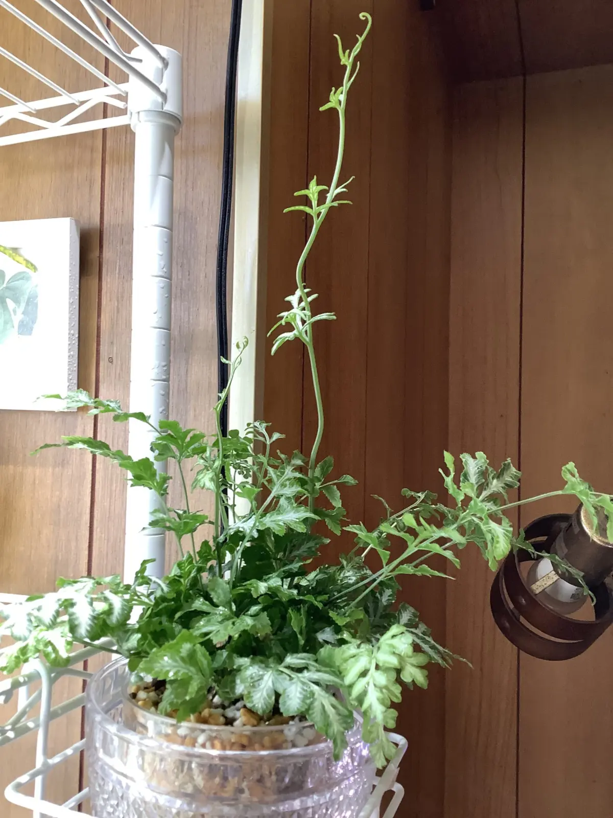 プテリス　エバージェミエンシス