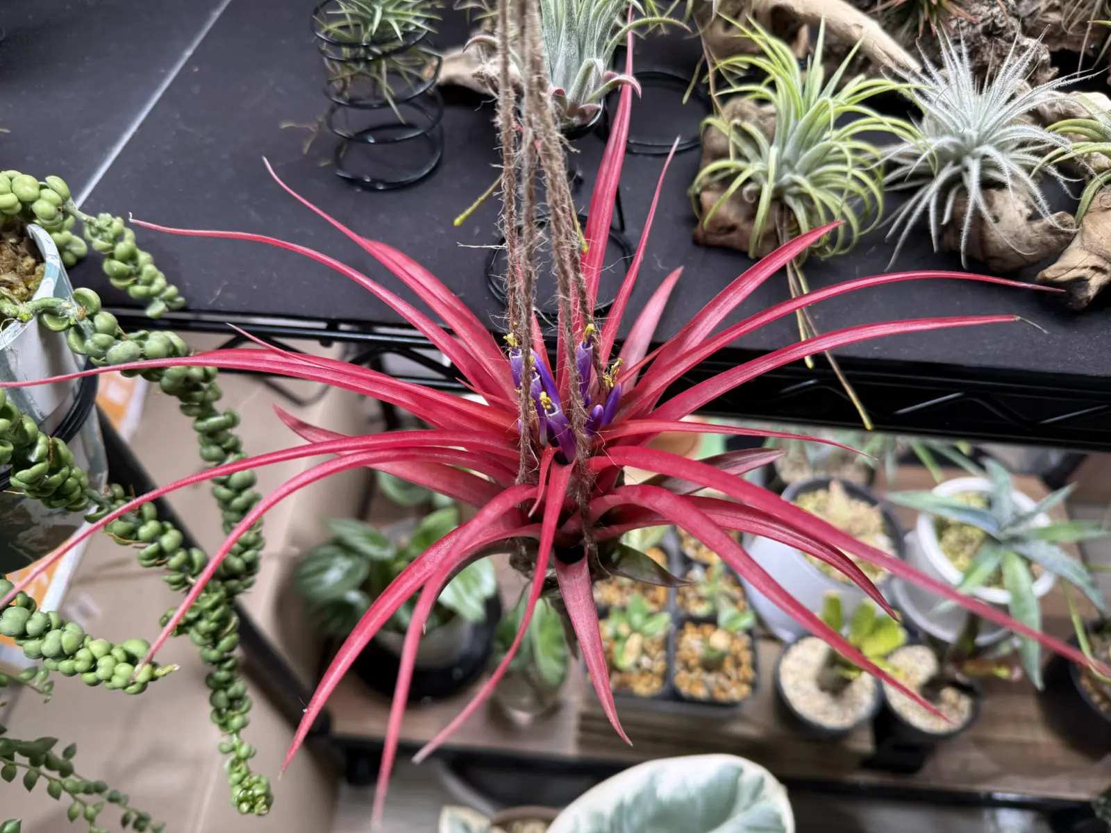 チランジア　ブラキカウロス