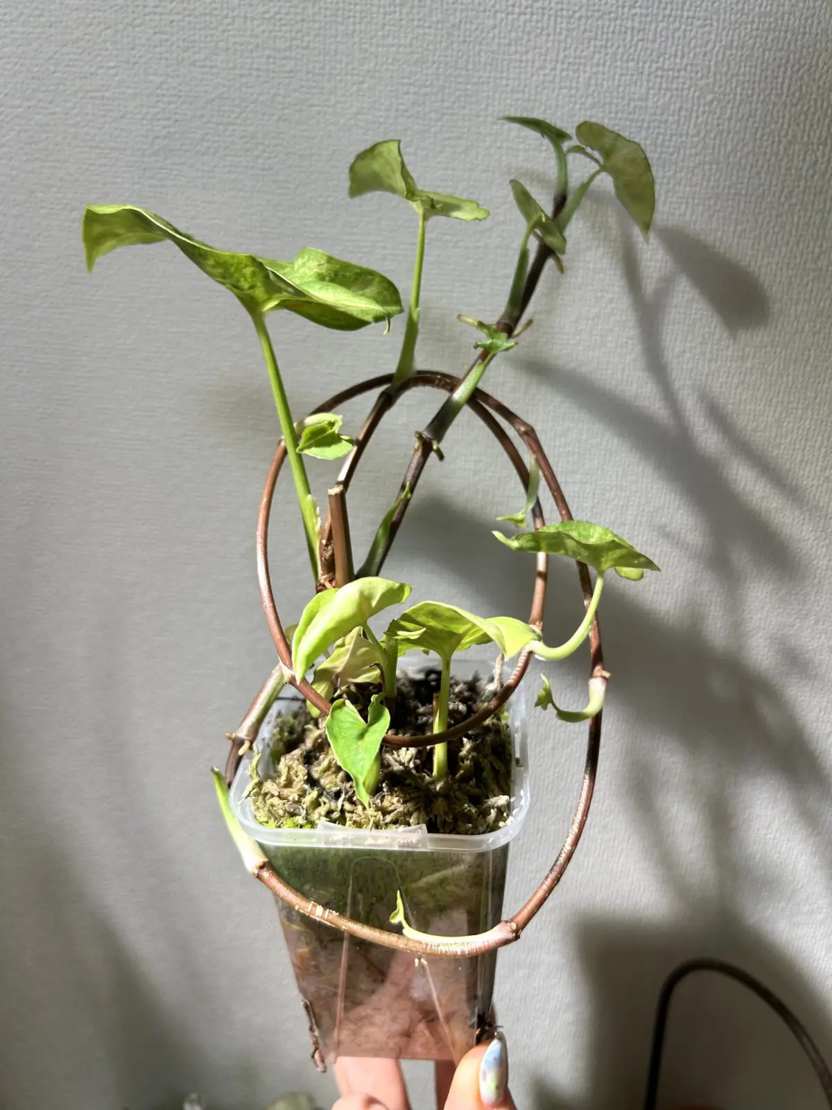 シンゴニウム　レジーナレッドだったはず