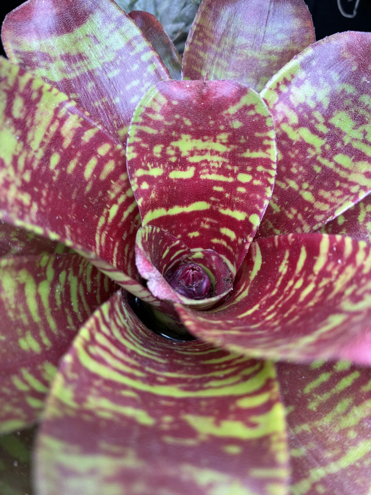 ネオレゲリア　マエストラヴィダ　花芽？