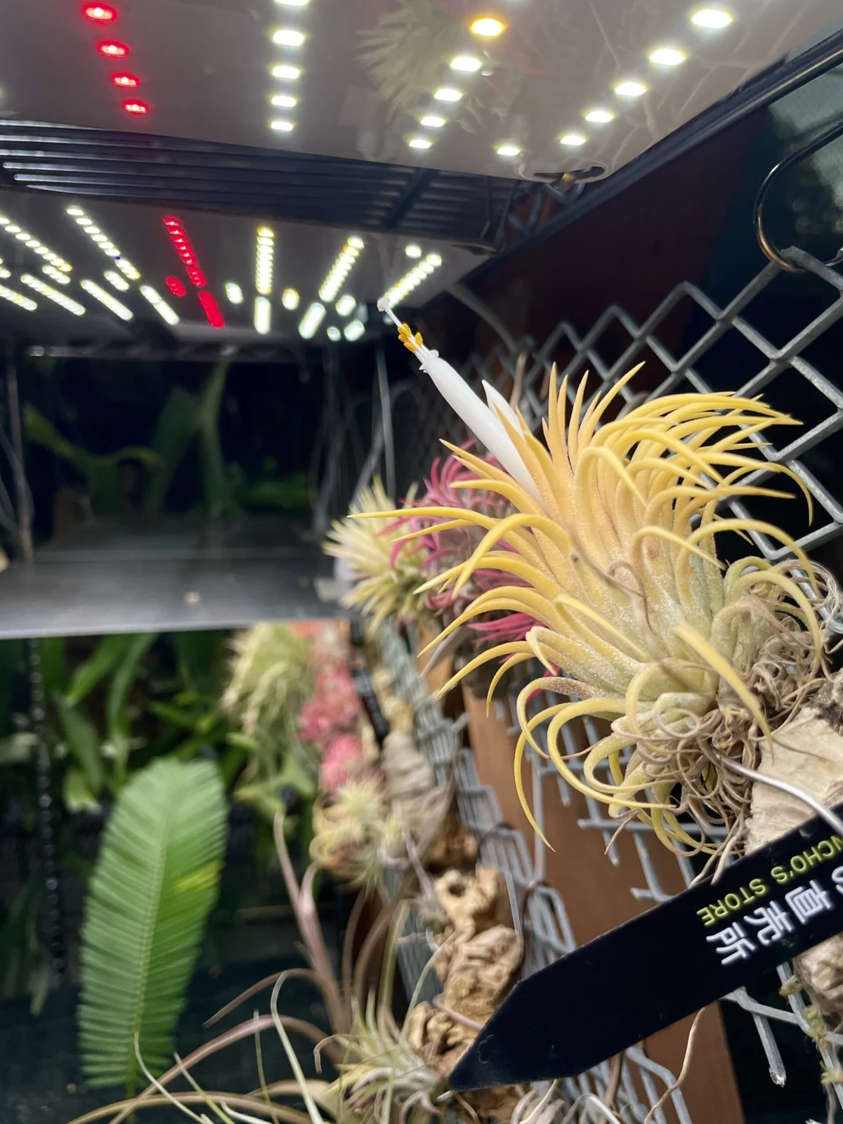 ティランジア　イオナンタ　イエローマジック