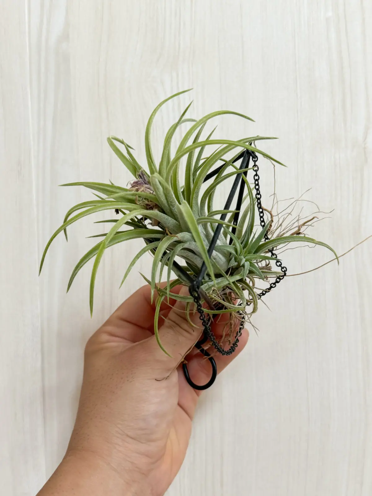 イオナンタ　クロス