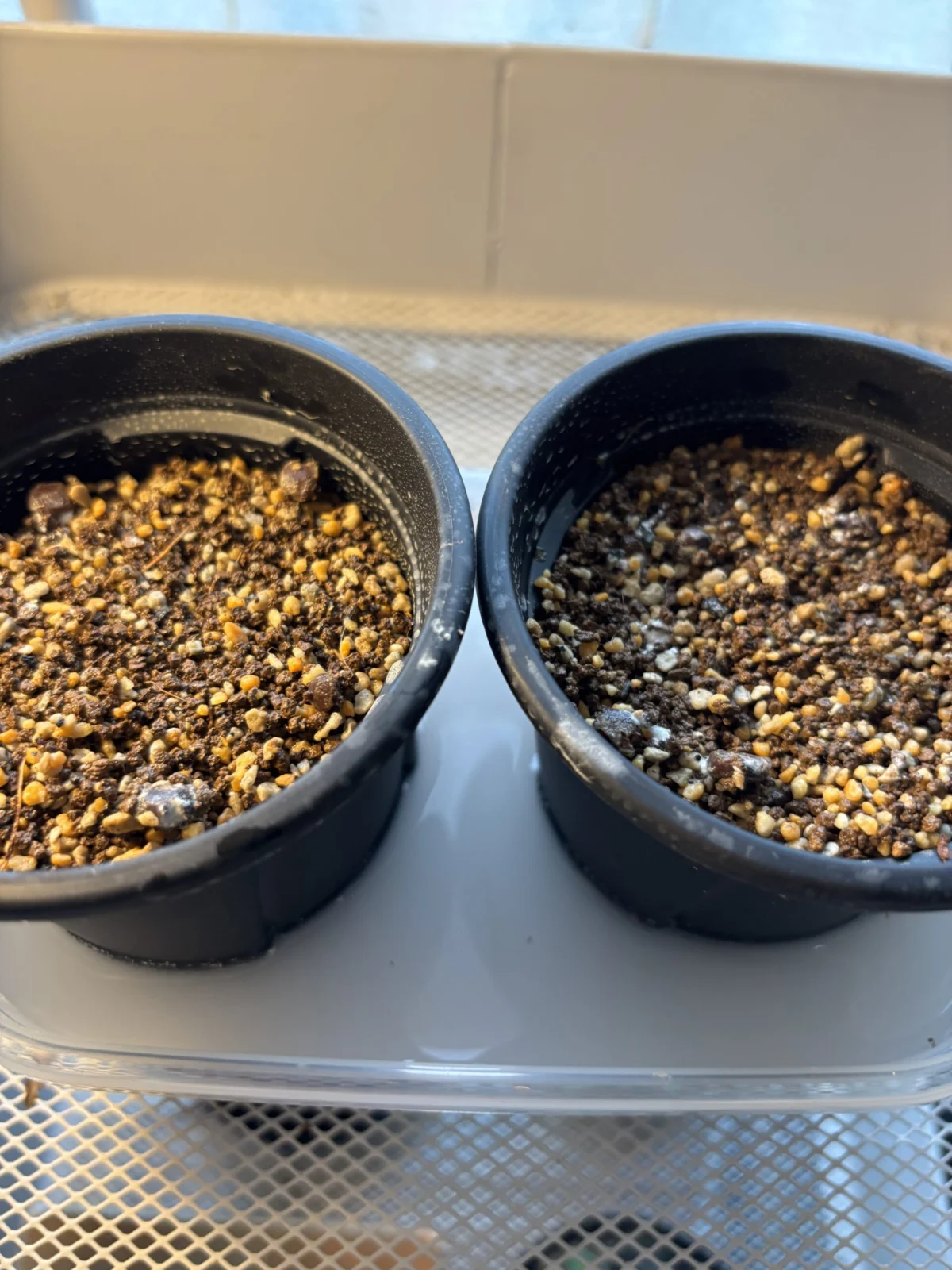 パキプス　播種