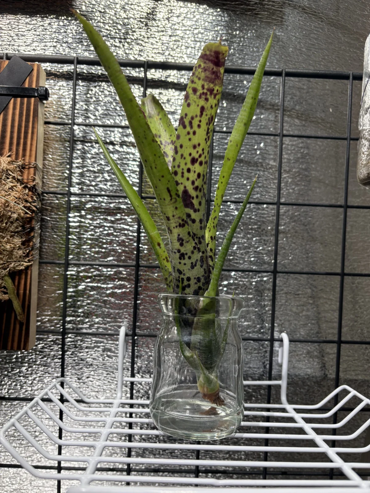 ネオレゲリア　パウシフローラジャイアント