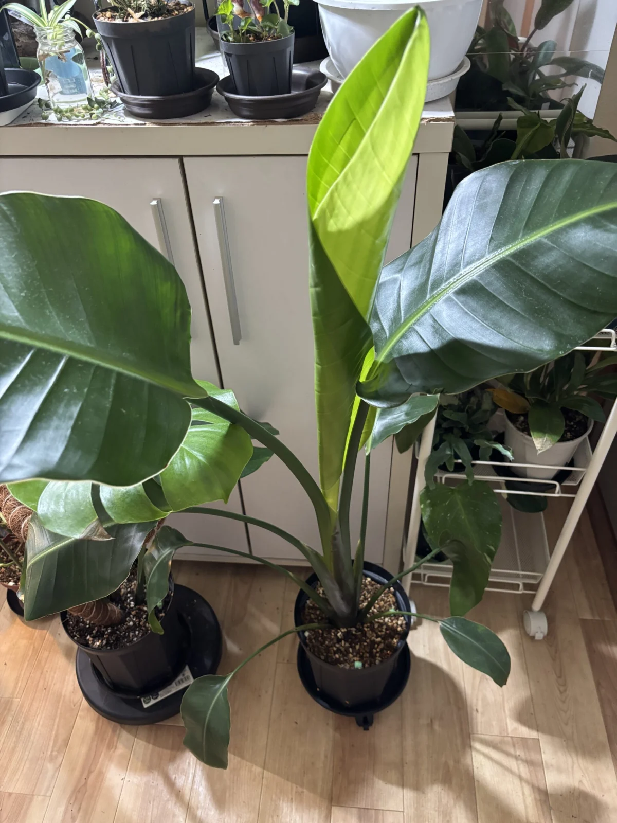 ストレリチア　オーガスタ