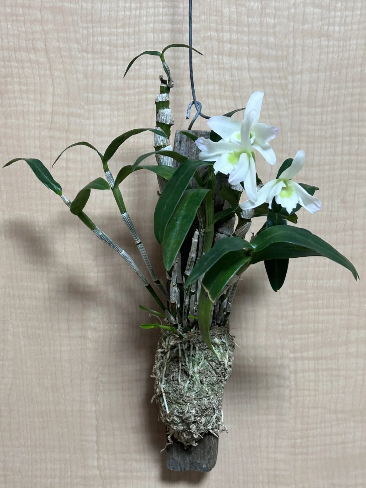 デンドロビウム エンジェルベイビー グリーン愛　②　花