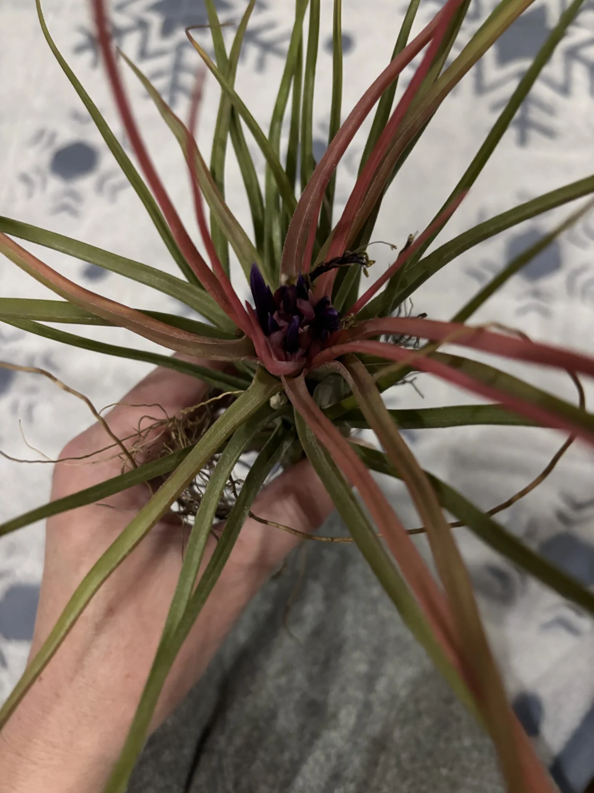 名前わからず🙏村長のとこからのティランジア