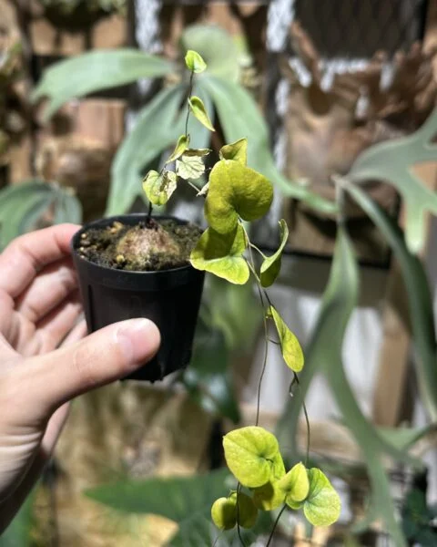 ディオスコレア　エレファンティペス　モンタナ