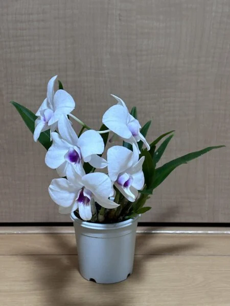 デンドロビウム グローバルビレッジ　花