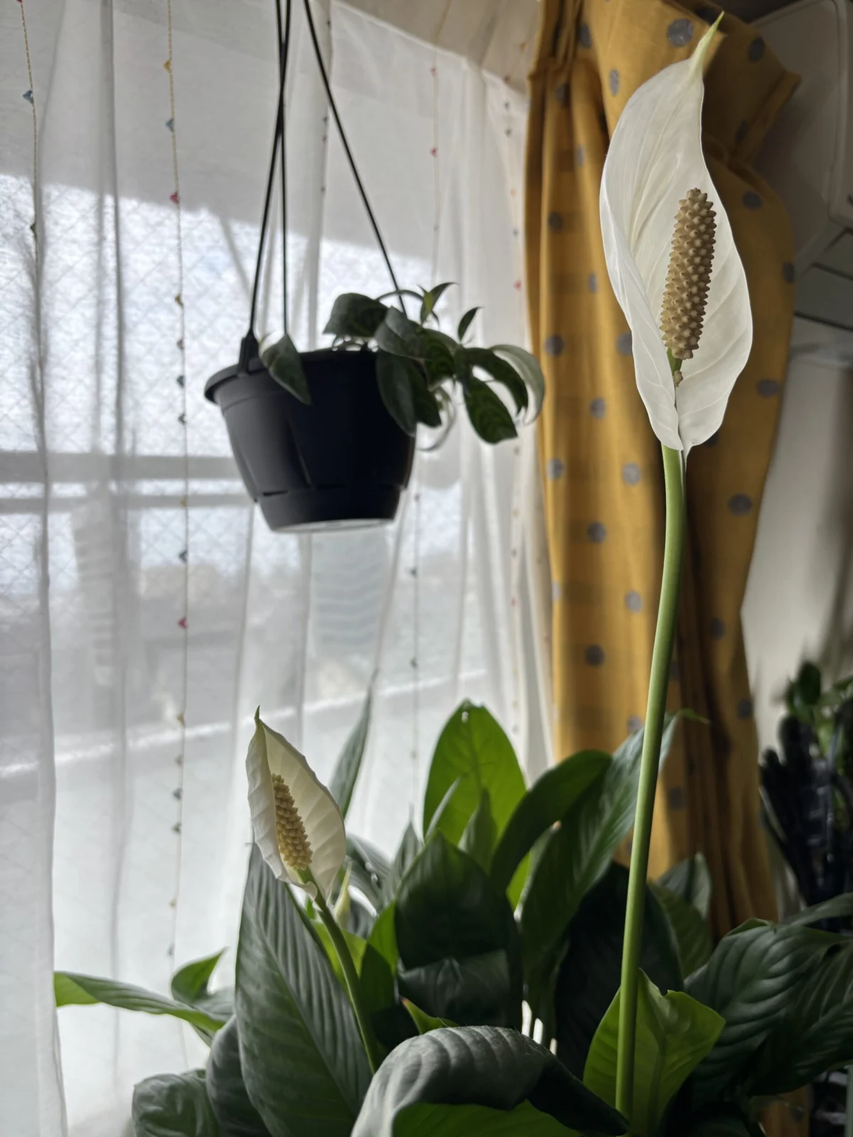 スパティフィラム