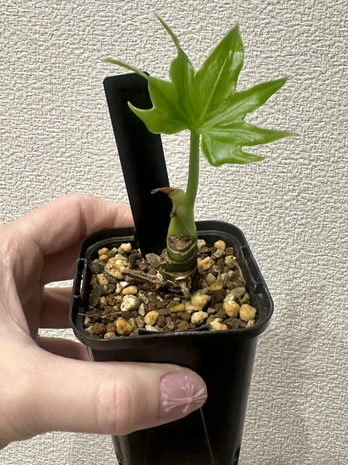 アンスリウム　ペダトラジアツム