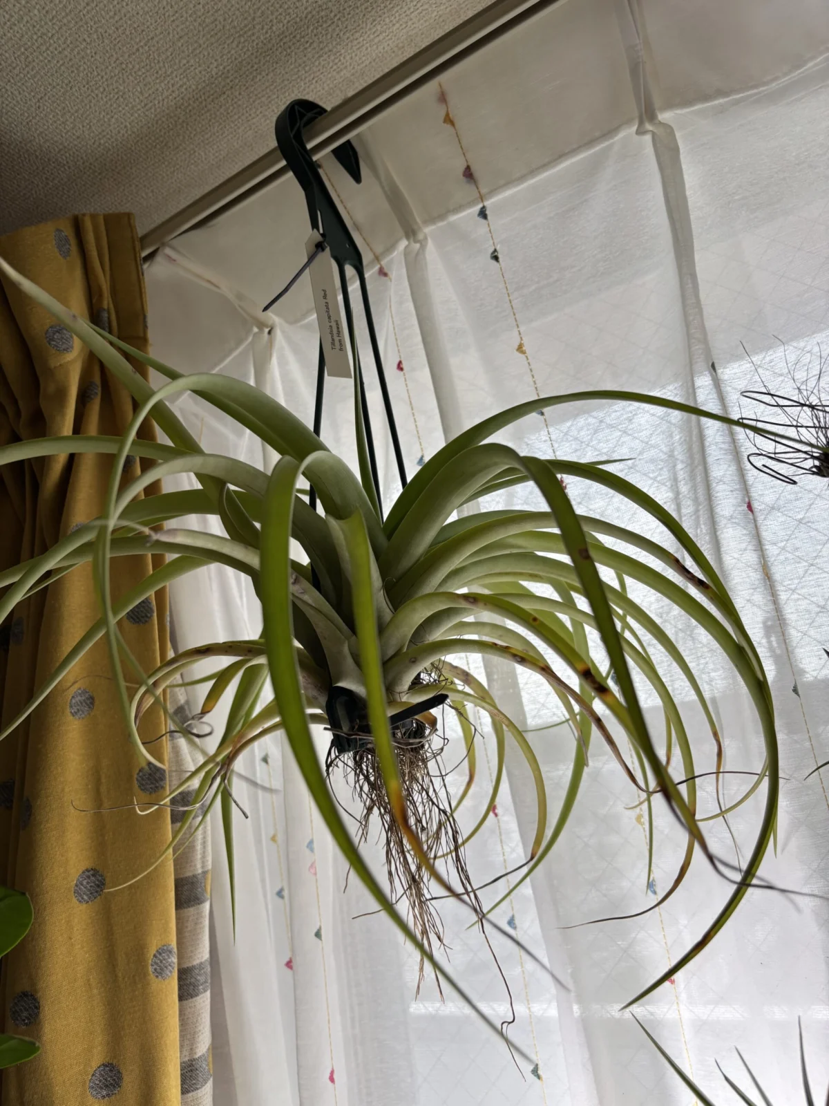 ティランジア　カピタータ　レッド　