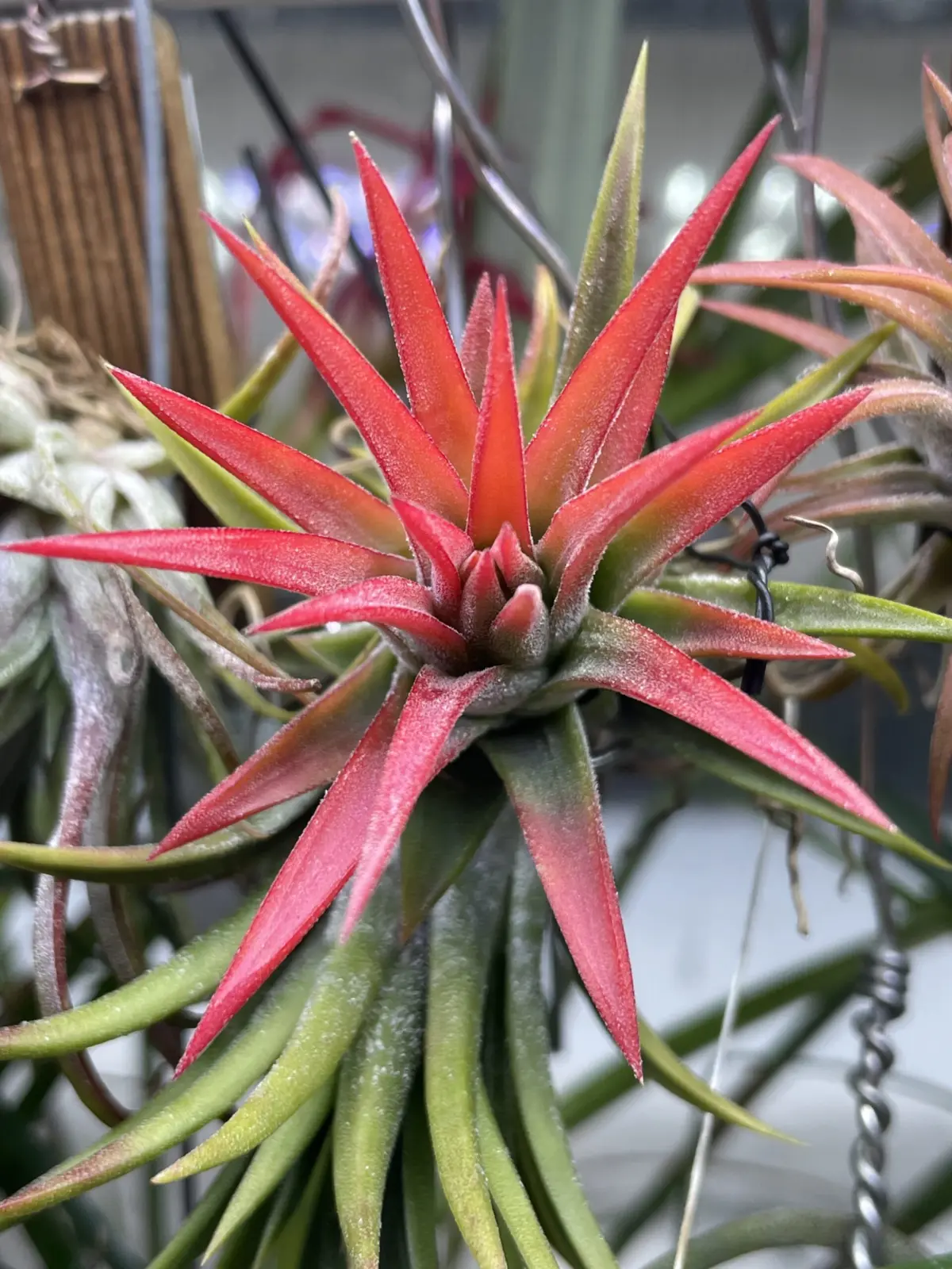 ティランジア イオナンタ オレンジ