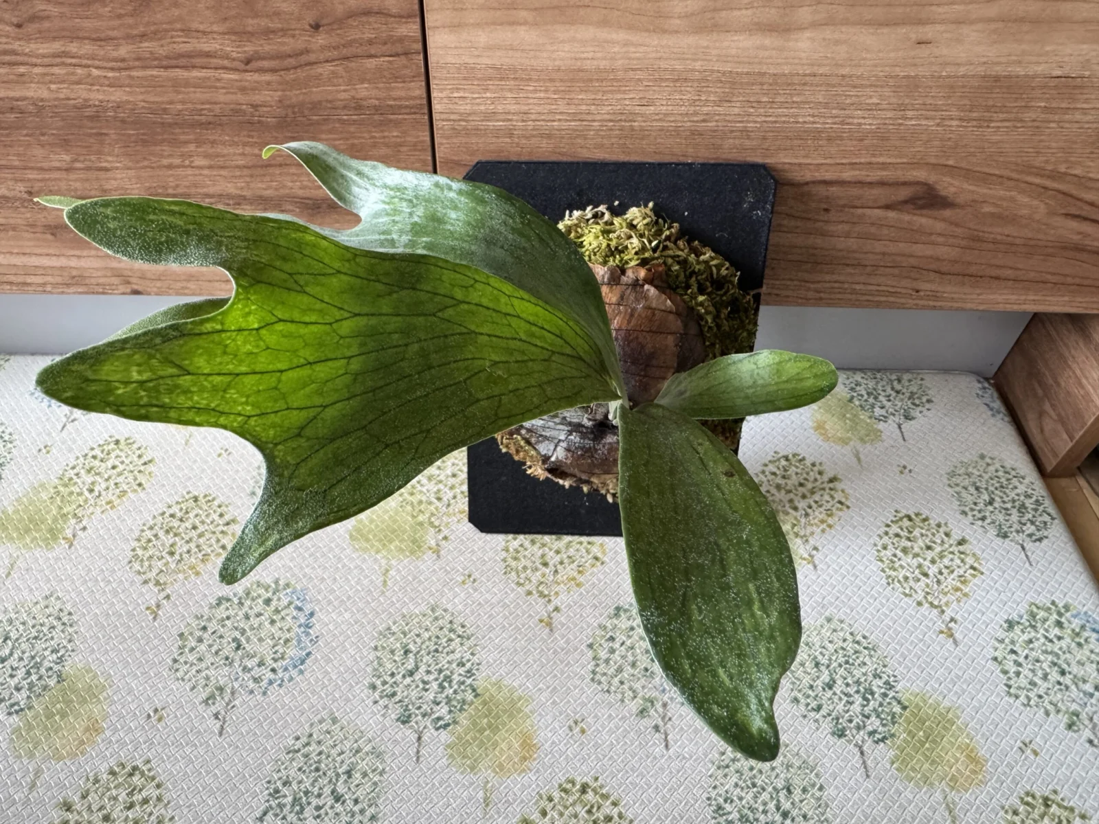 ビカクシダ 札落ち