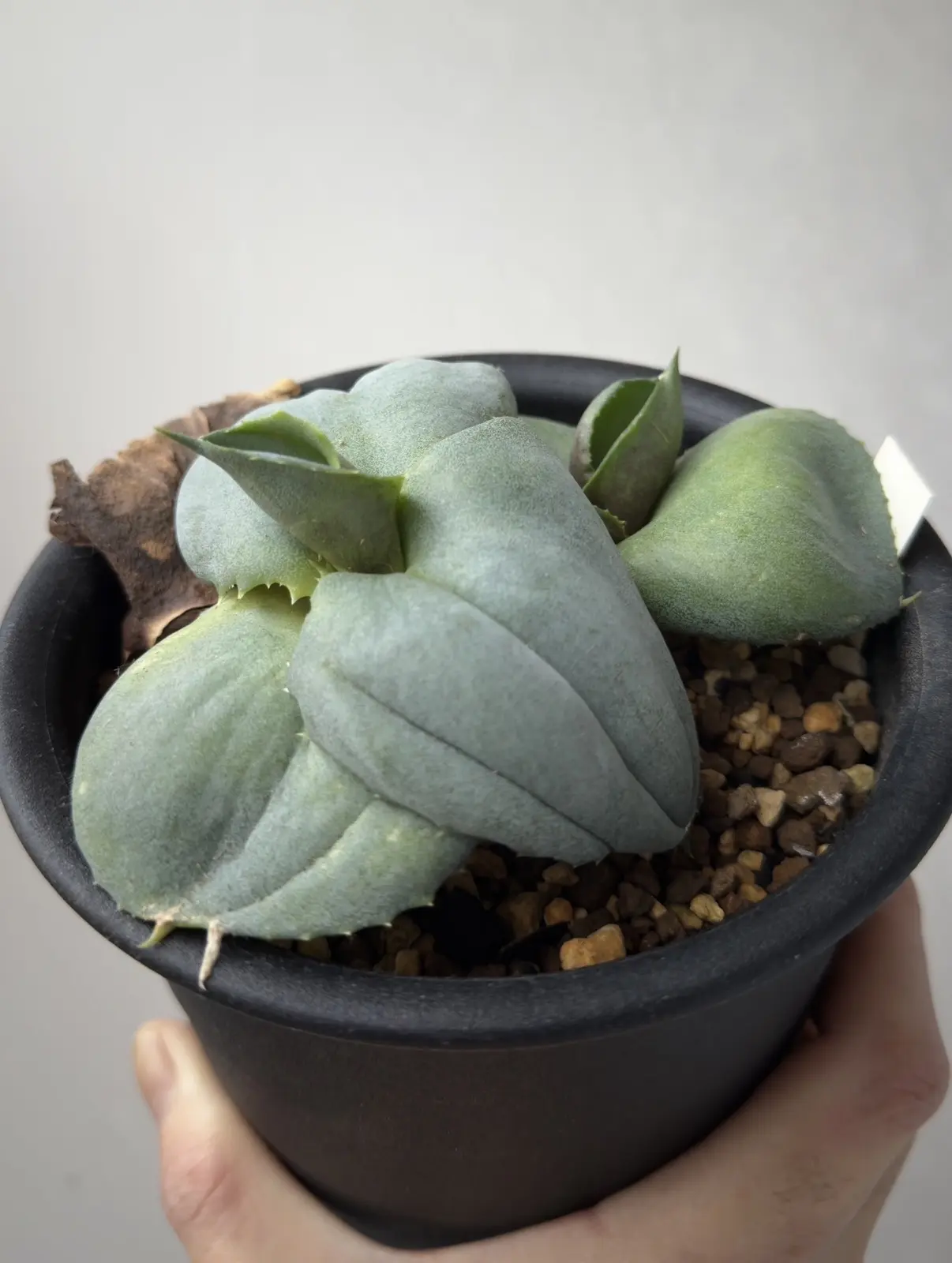 アガベ マルモラータ パピリオ プラタノイデス