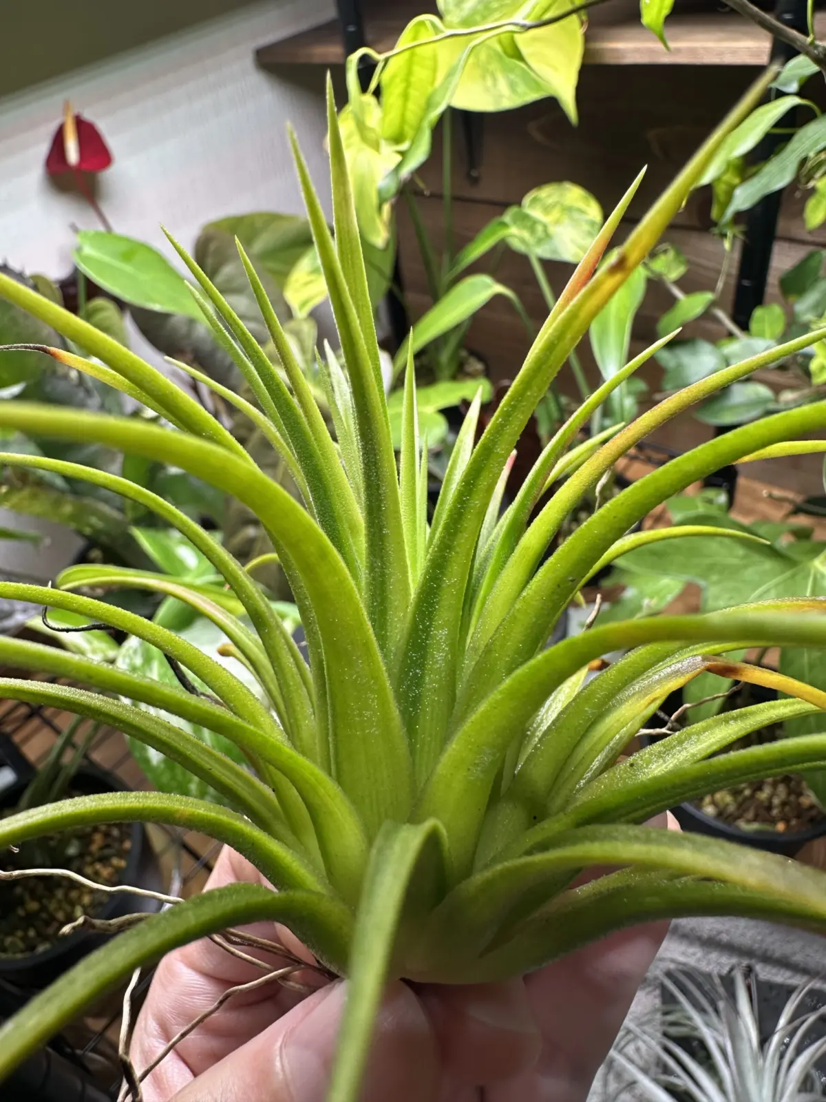 ティランジア　イオナンタ　ルブラ　黄斑