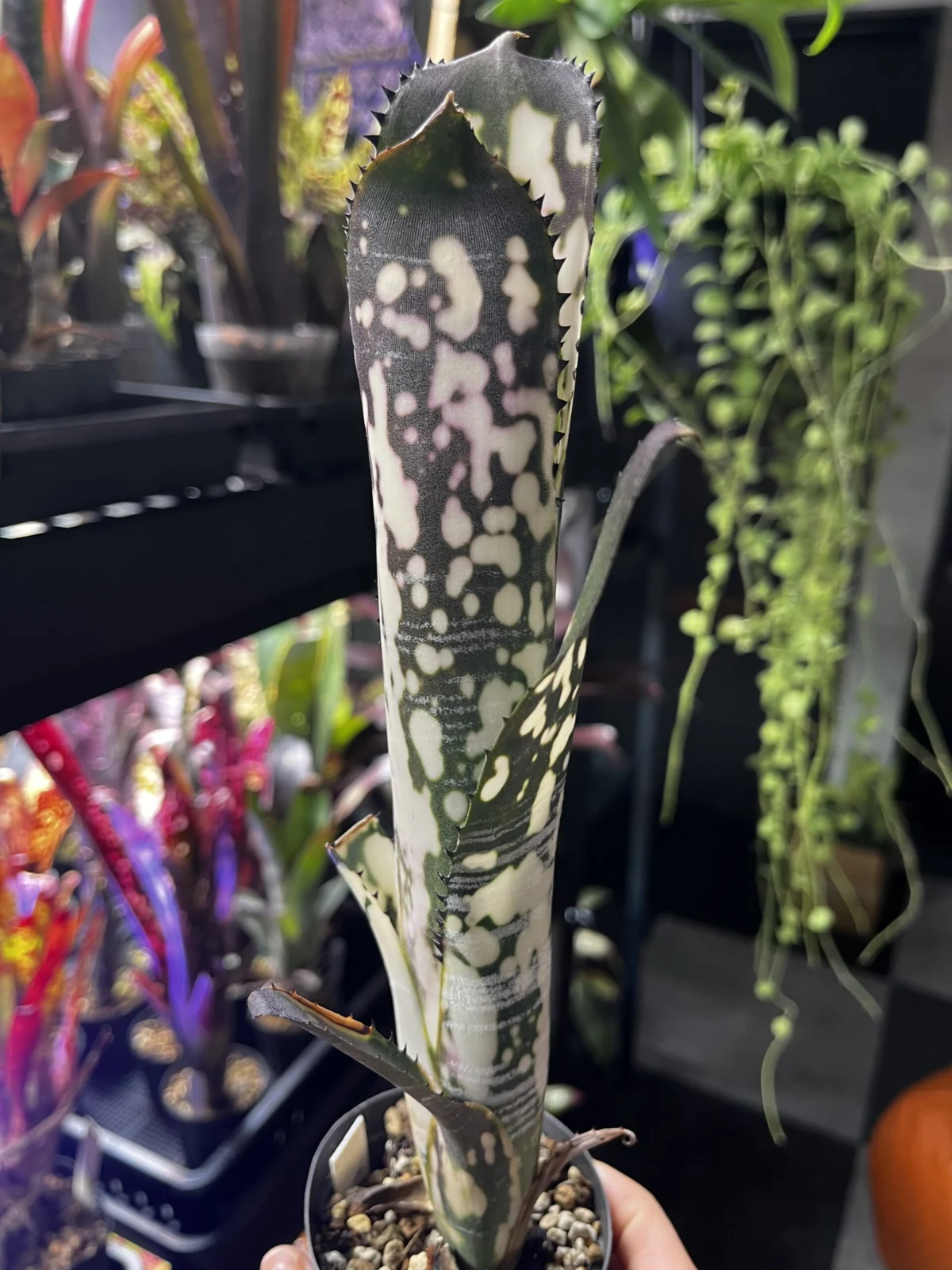 ビルベルギア ドミンゴスマルティンス