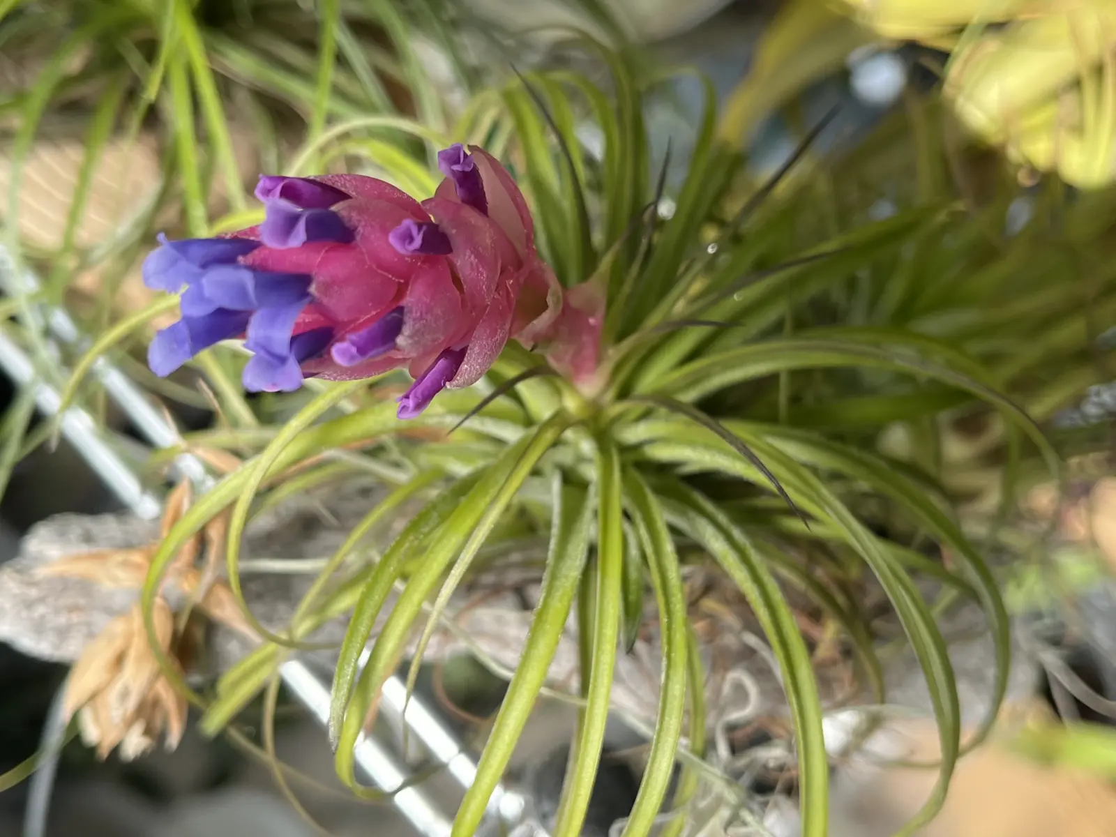 ティランジア ストリクタ 100均 花