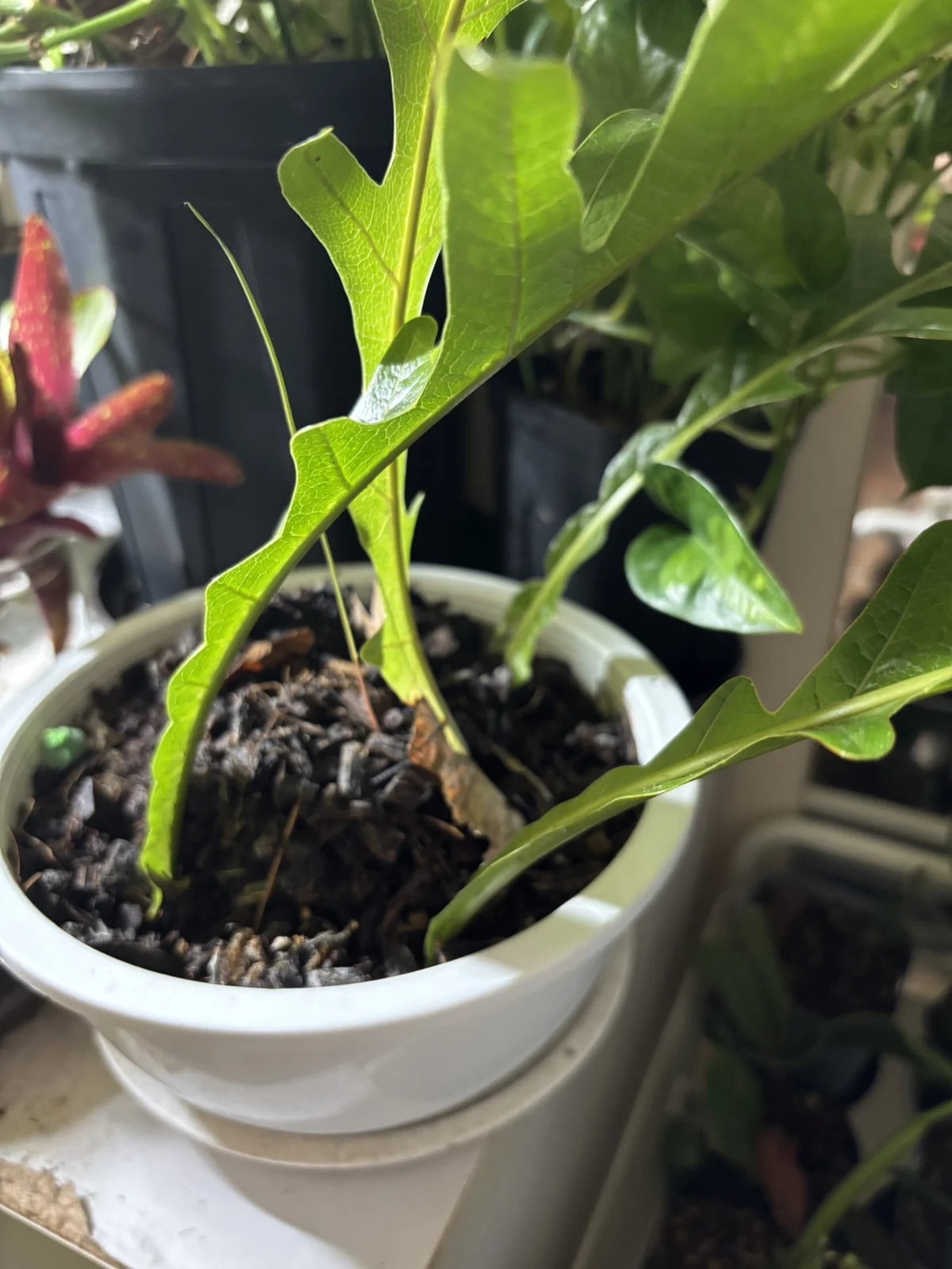 ドリナリア　コロナンス